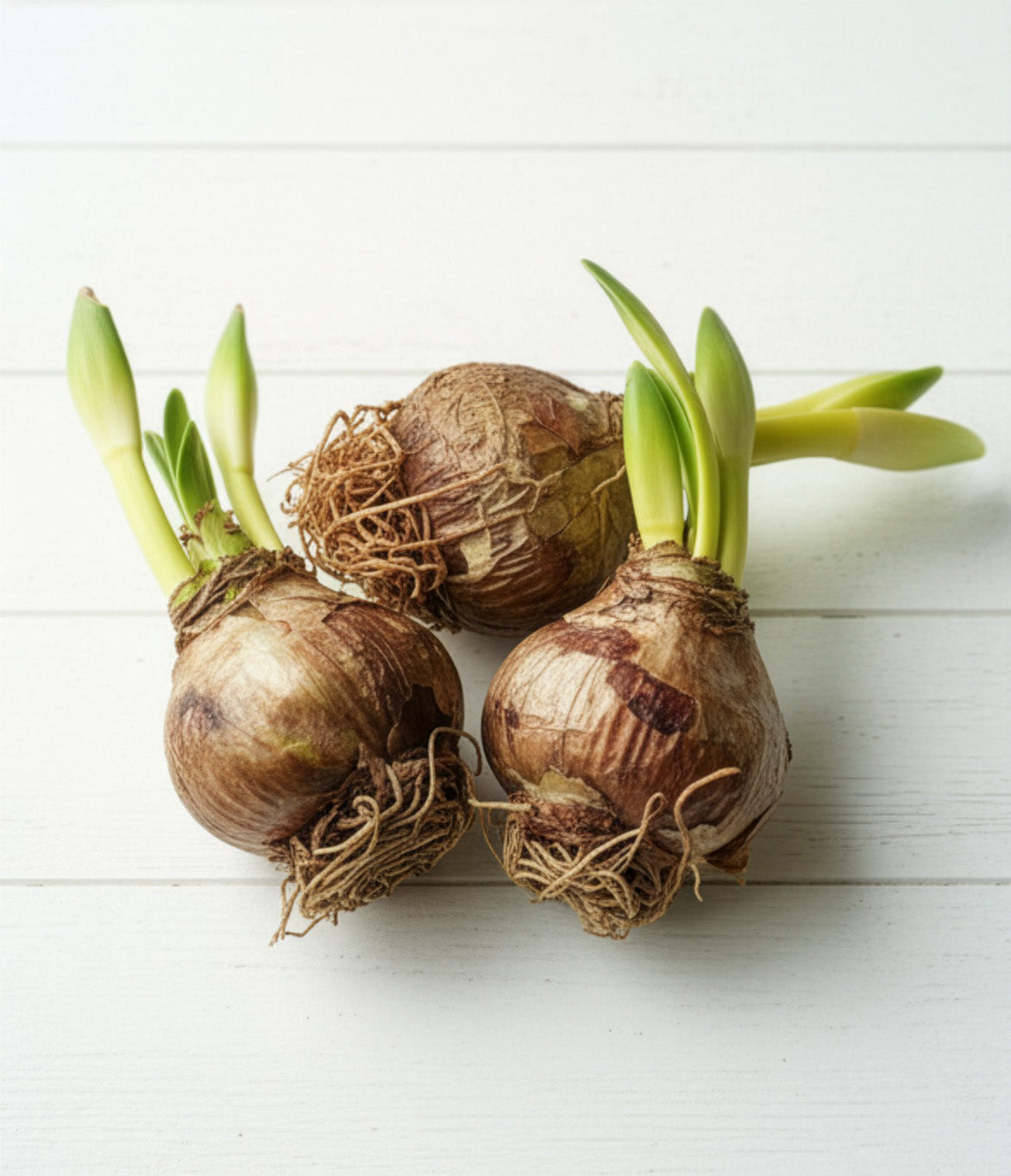 Lightly Sprouted Amaryllis 3‑Pack, Mixed Colors