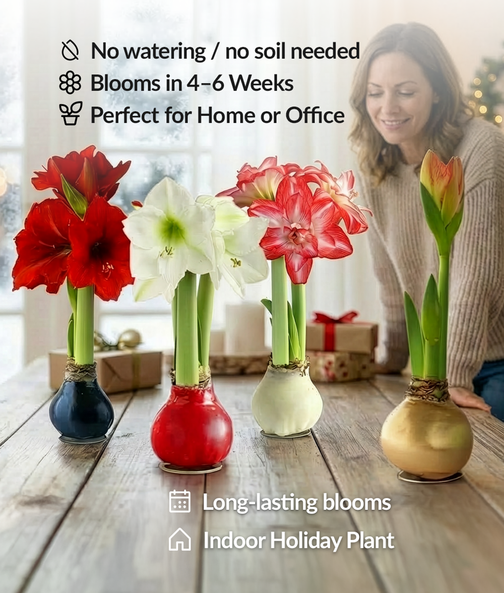 "Happy Holidays" White Waxed Amaryllis with Pink Flower