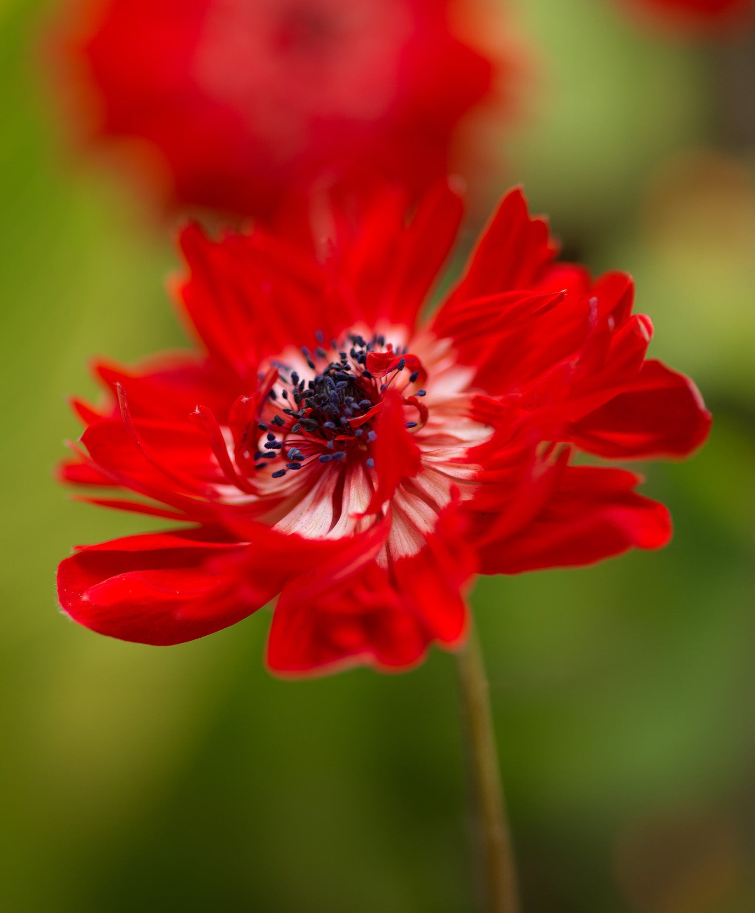 The Governor Anemone Coronaria - 25 bulbs