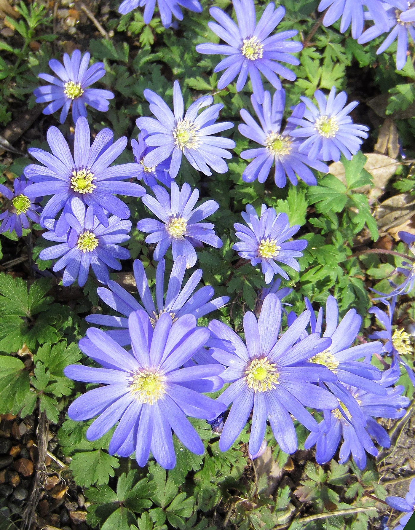 Blue Shades Anemone blanda - 25 bulbs