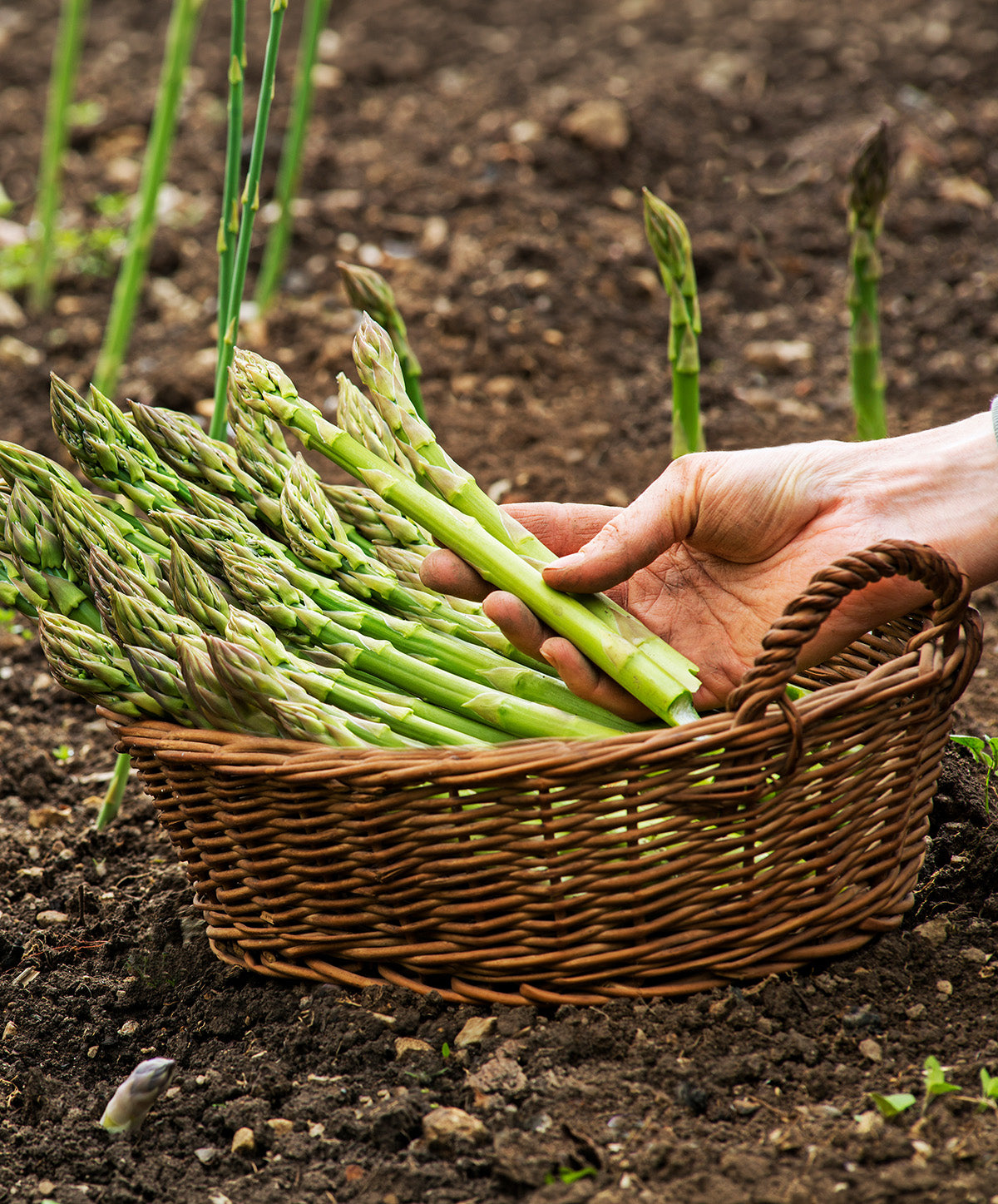 Mary Washington Asparagus Crowns - 10 root divisions