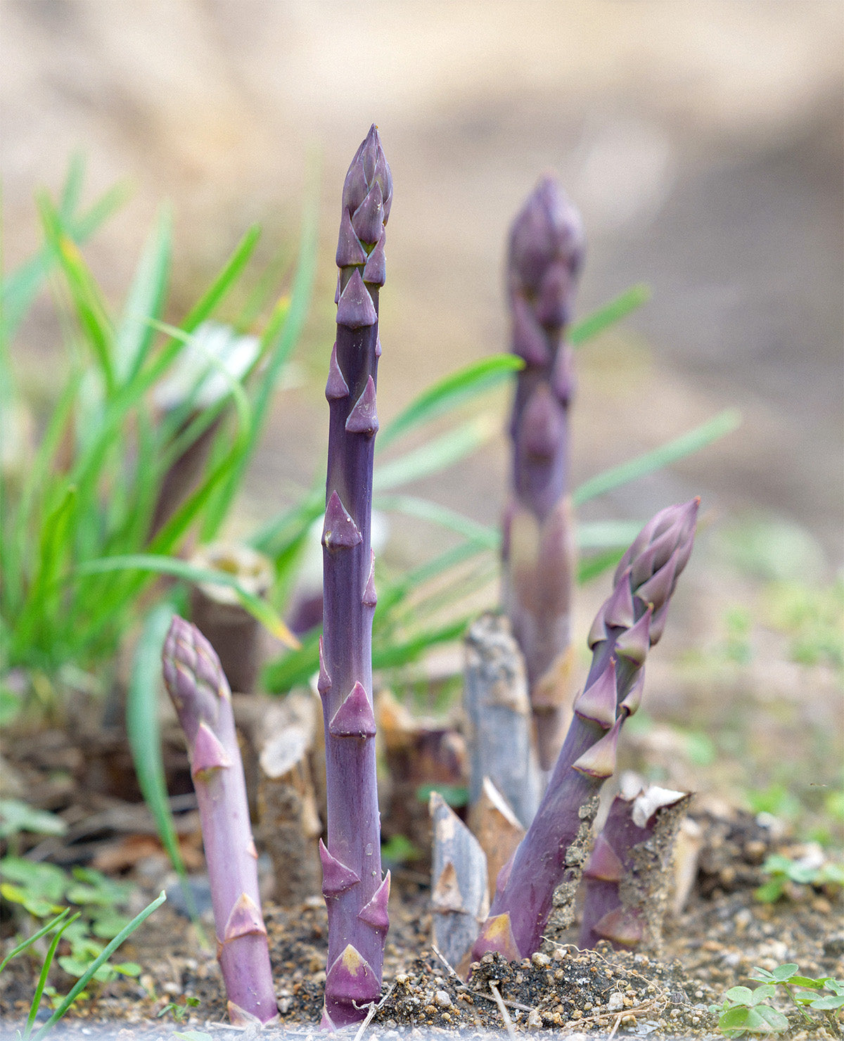 Purple Passion Asparagus Crowns - 10 root divisions