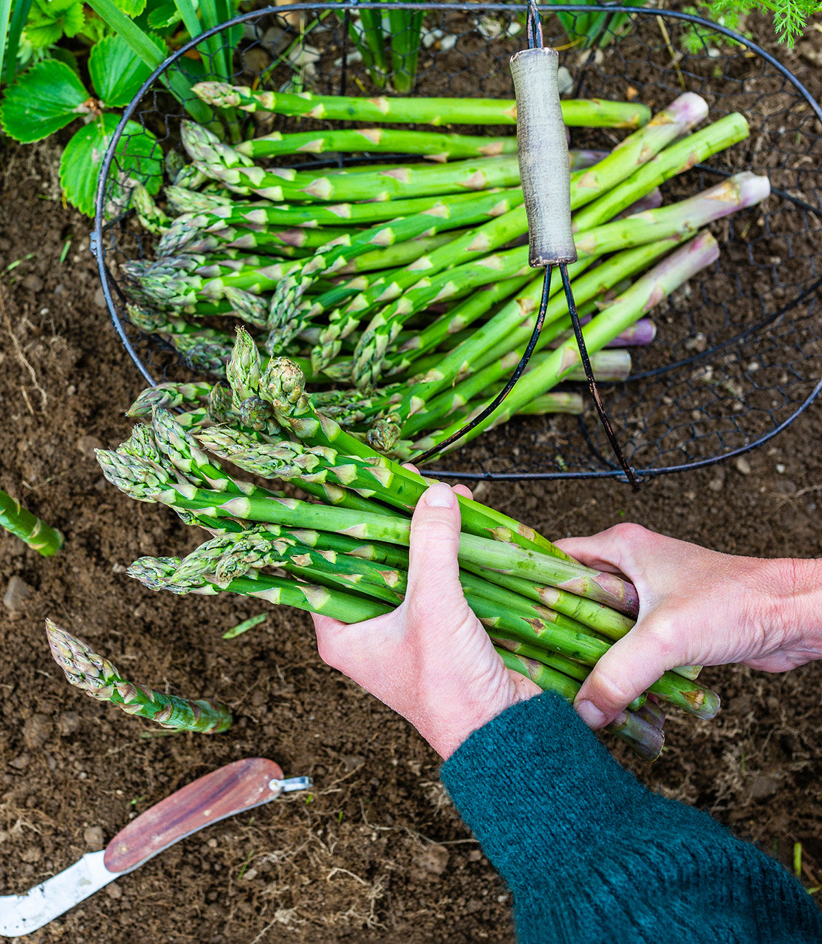 Jersey Giant Asparagus Crowns - 10 root divisions