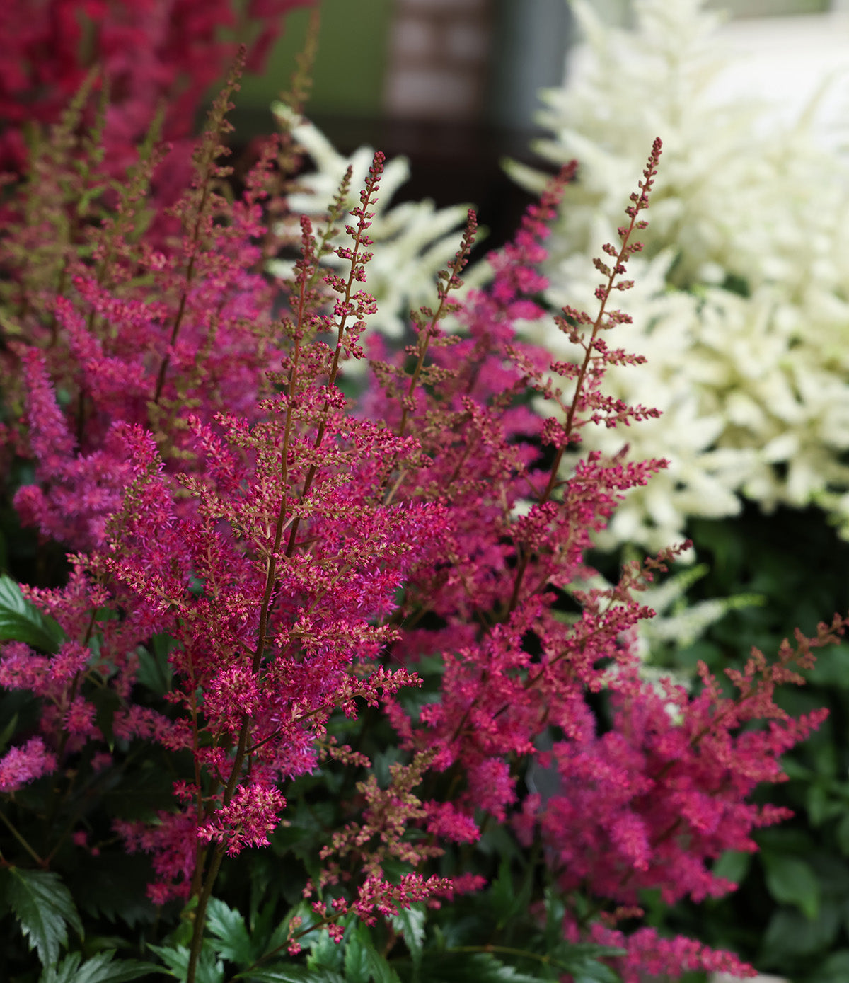 Mixed Astilbe - 9 root divisions