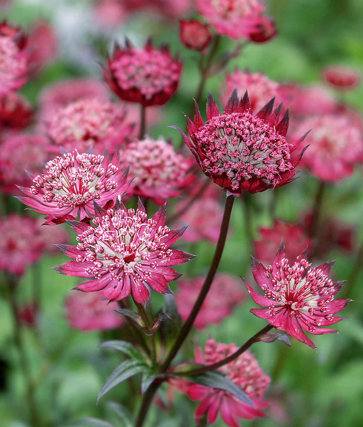 Star of Beauty Astrantia - 3 root divisions