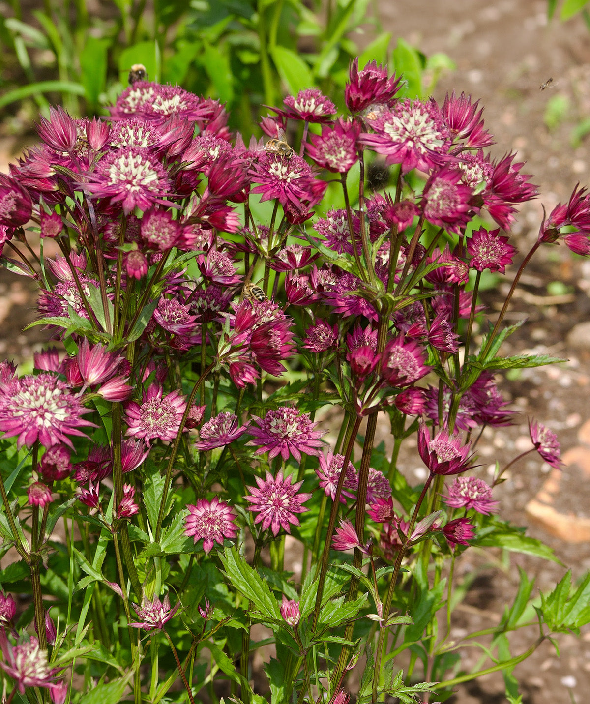 Star of Beauty Astrantia - 3 root divisions