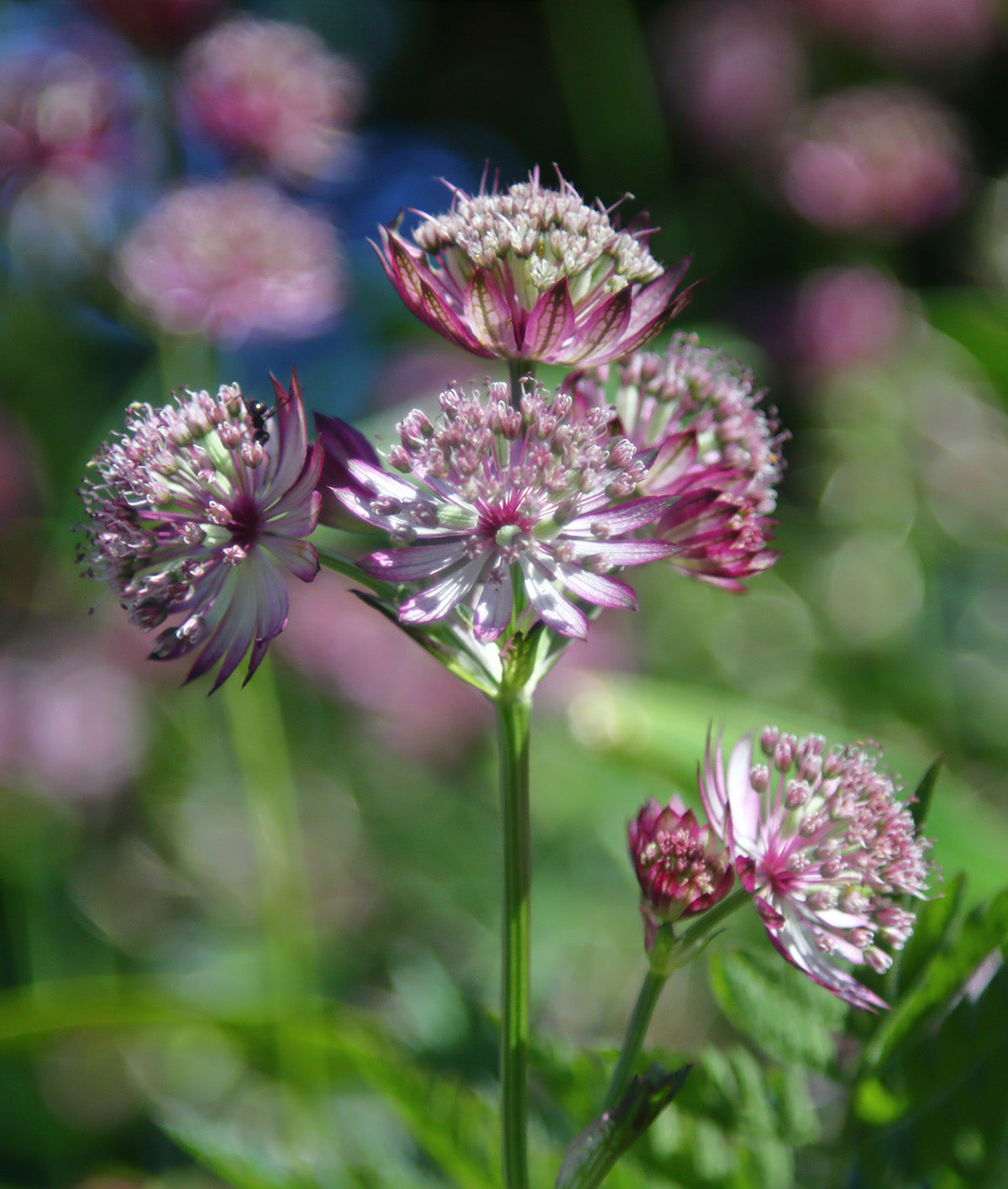 Star of Fire Astrantia - 3 root divisions