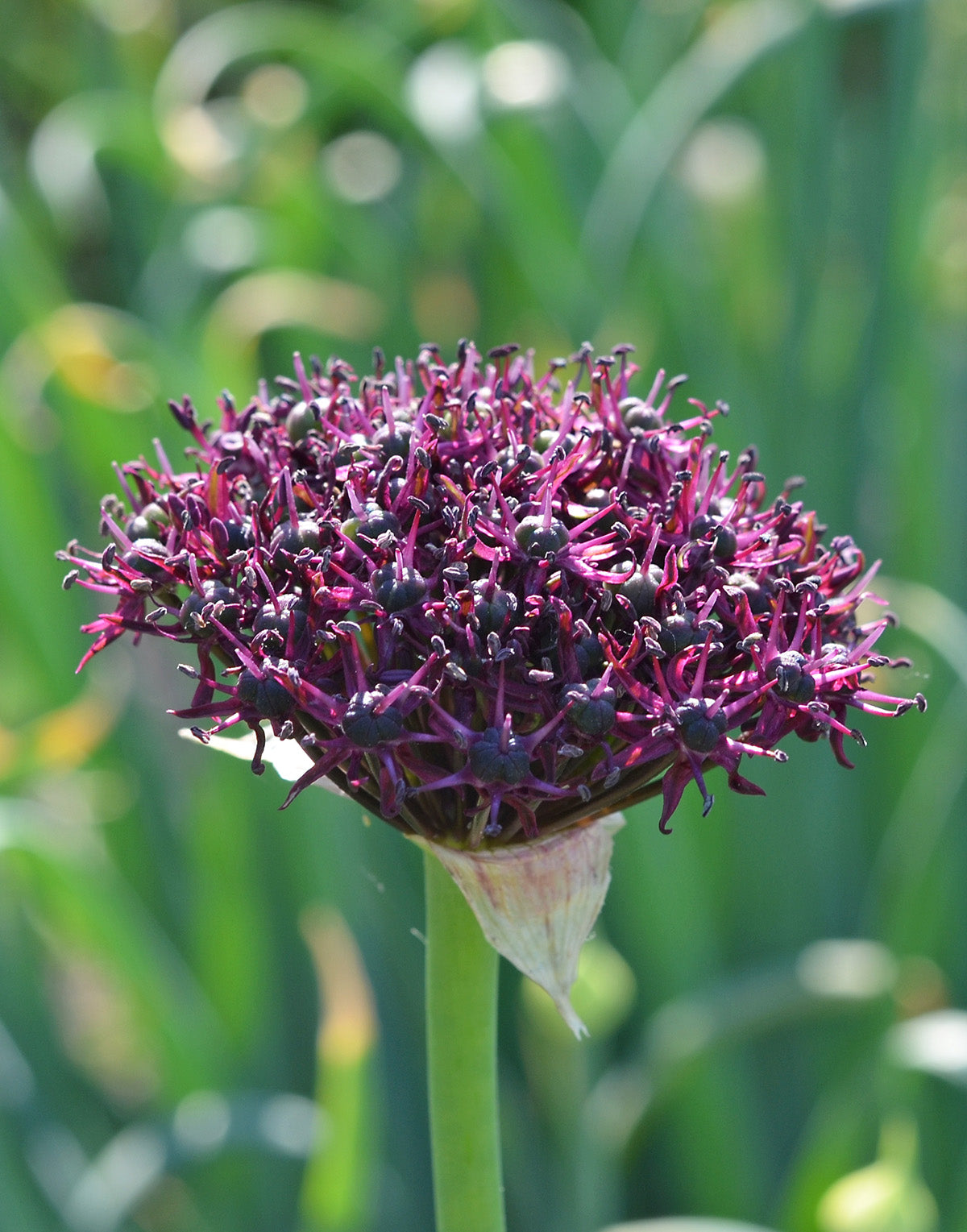 Atropurpureum Allium - 5 bulbs
