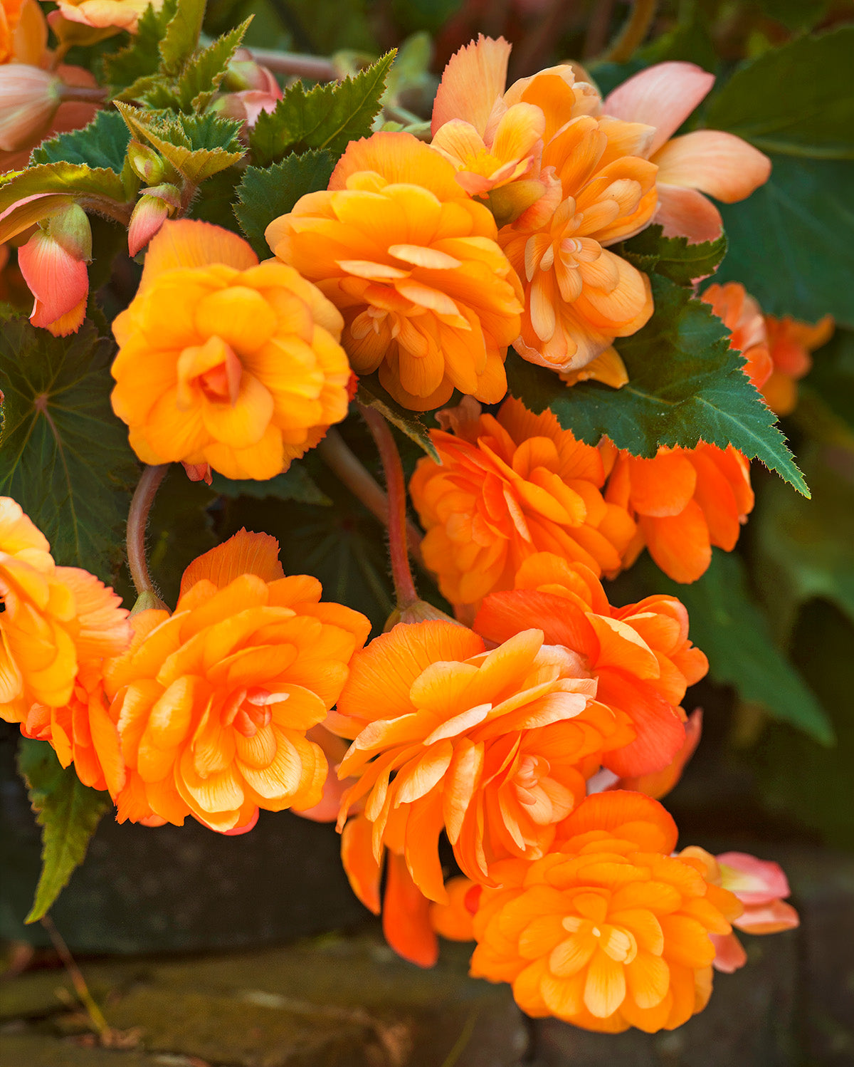 Apricot Hanging Basket Begonia - 3 tubers