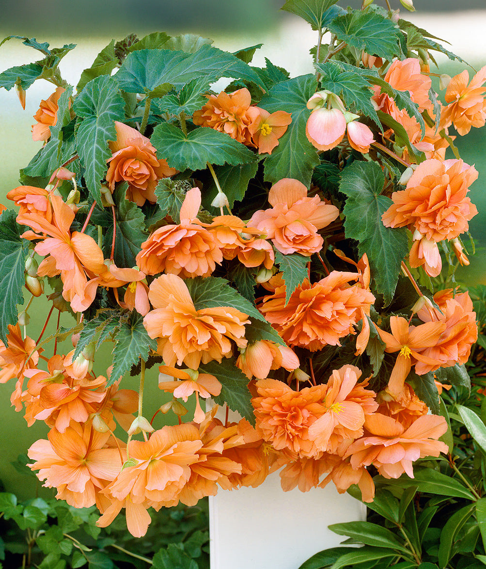 Apricot Hanging Basket Begonia - 3 tubers