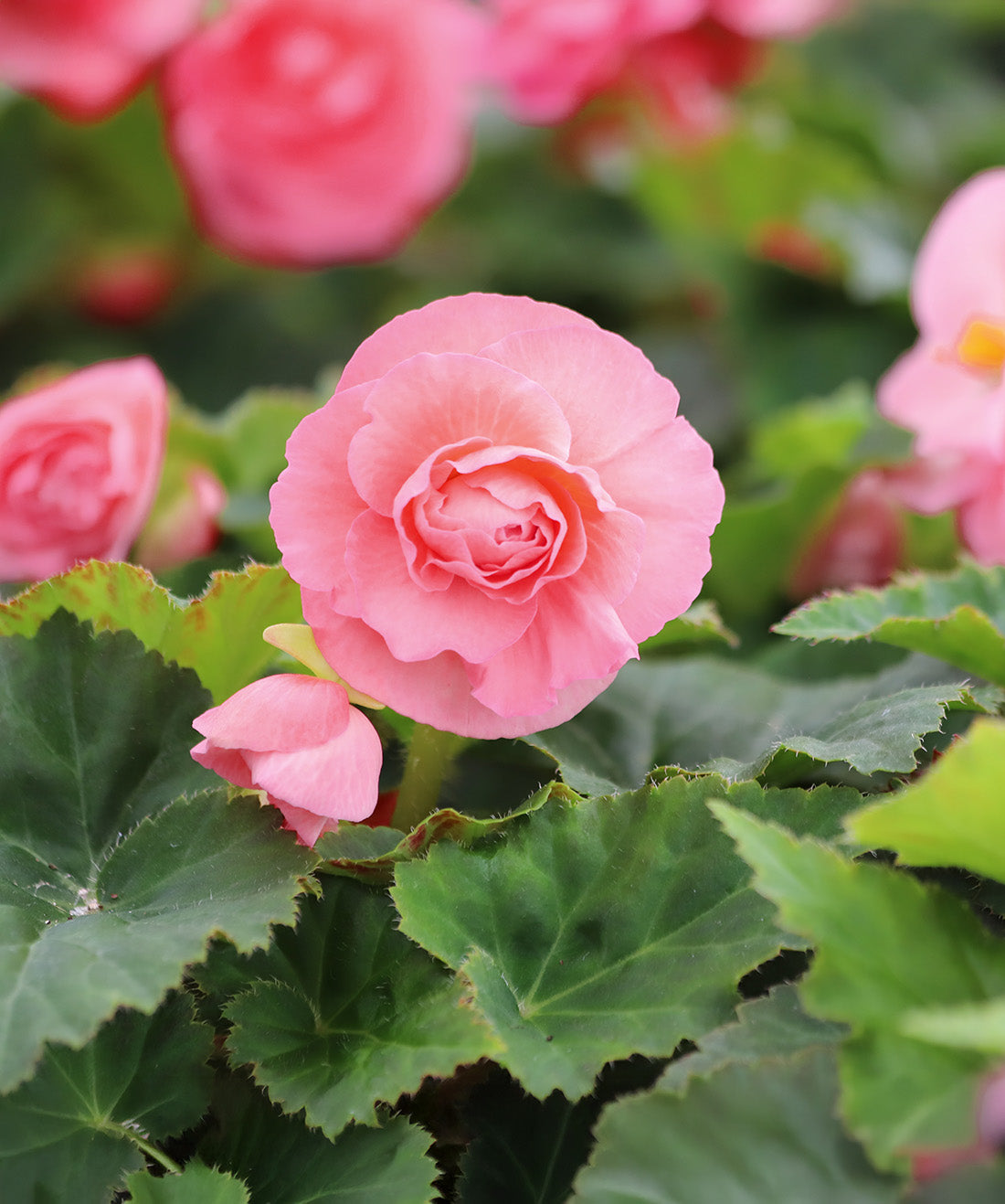 Pink Double Begonia - 3 tubers