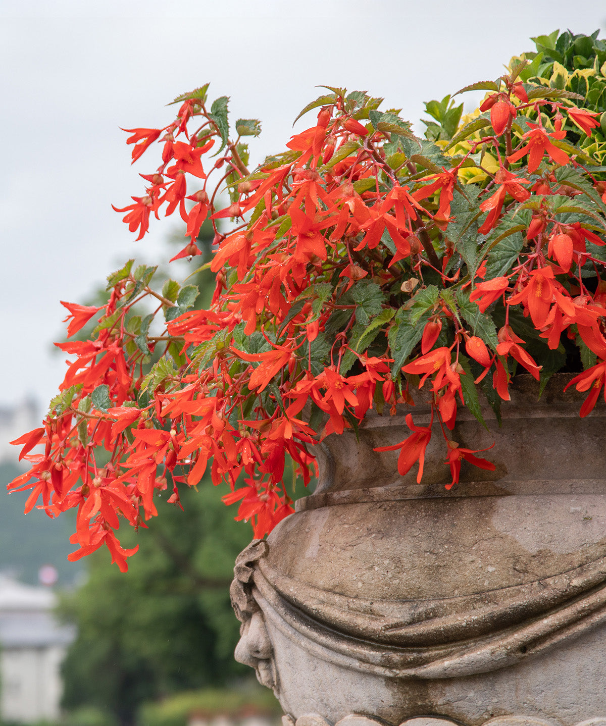 Red Hanging Basket Begonia - 3 tubers