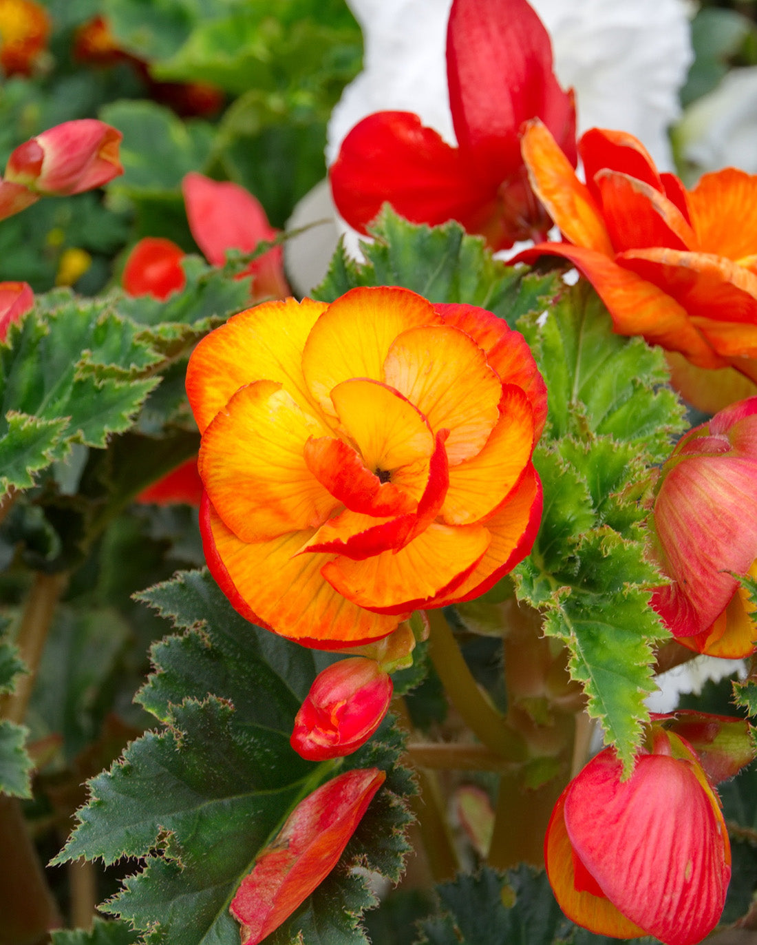 Red and Yellow Picotee Begonia - 3 tubers