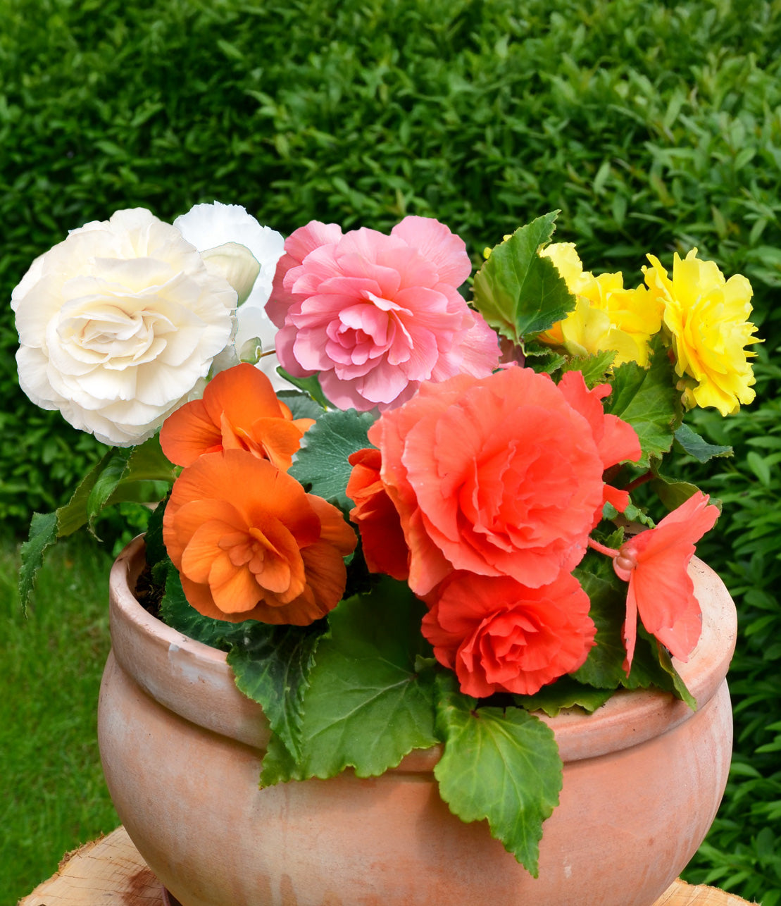 best potting mix for tuberous begonias Mixed Double Begonias