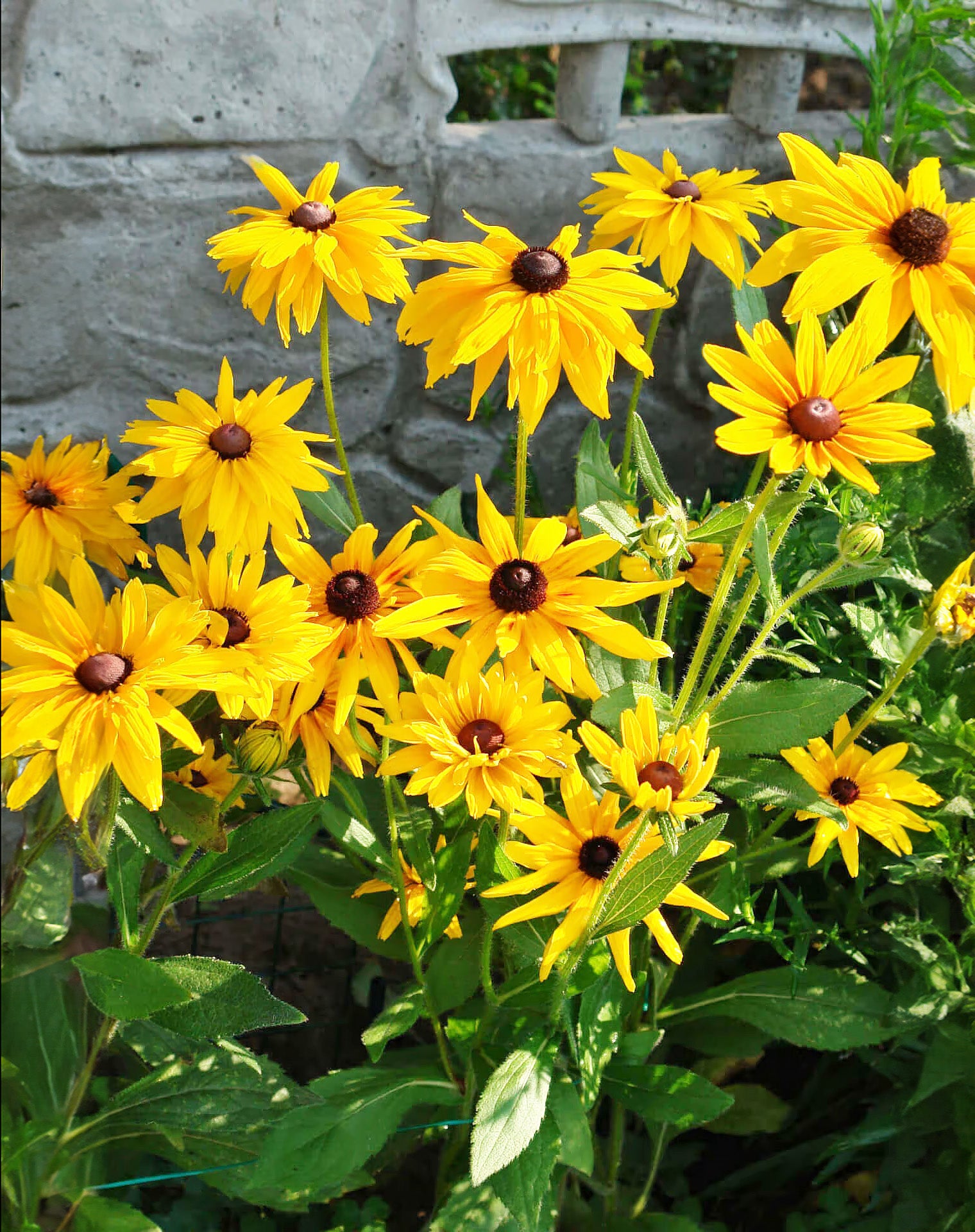 Black-eyed Susan - 5 Root Divisions