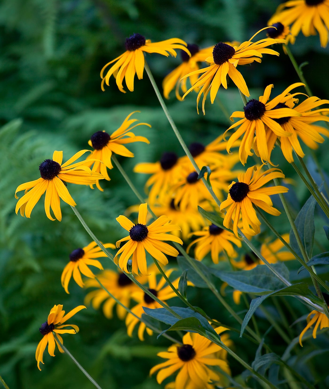 Black-eyed Susan - 5 Root Divisions