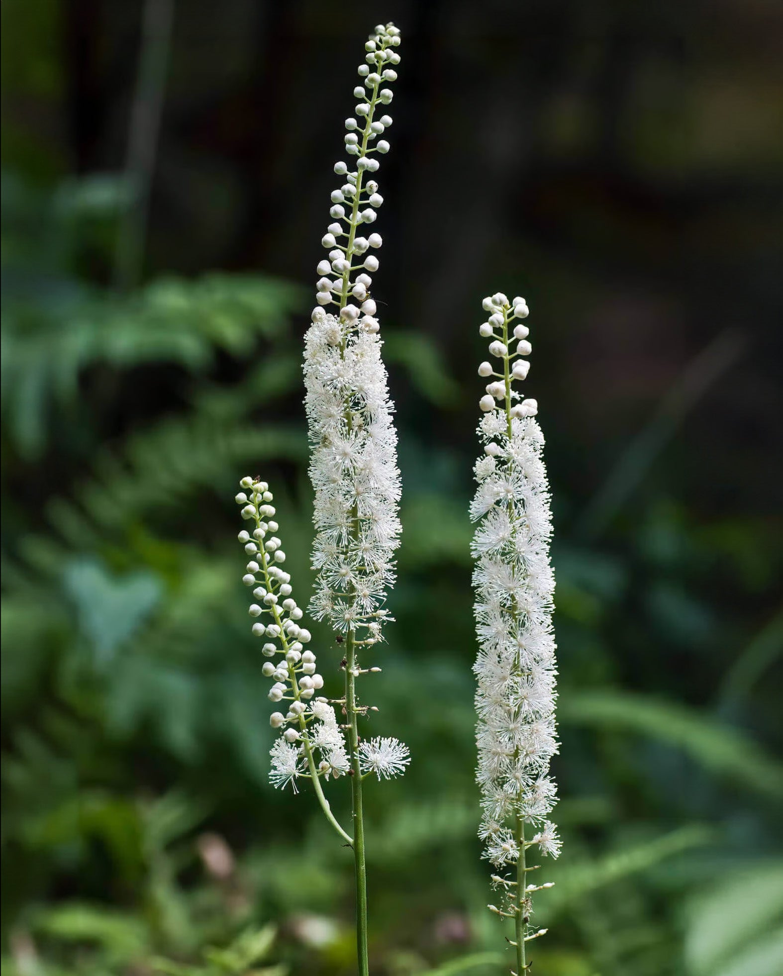 Black Cohosh - 5 Root Divisions