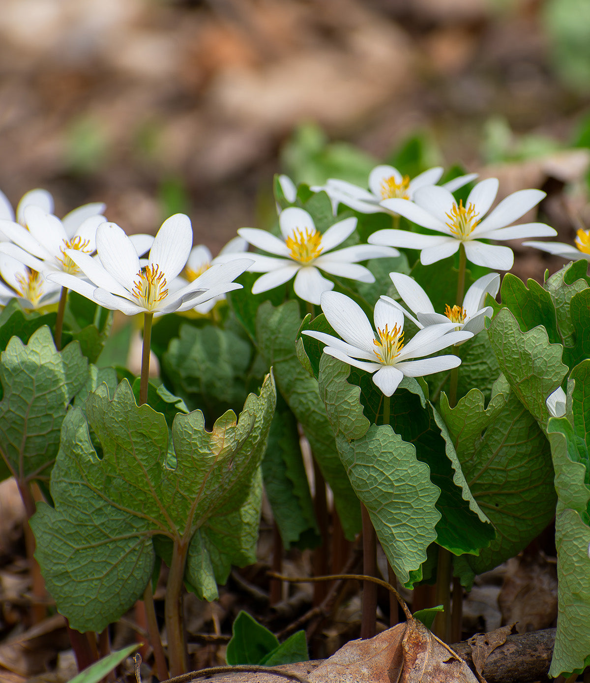 Bloodroot - 5 Root Divisions