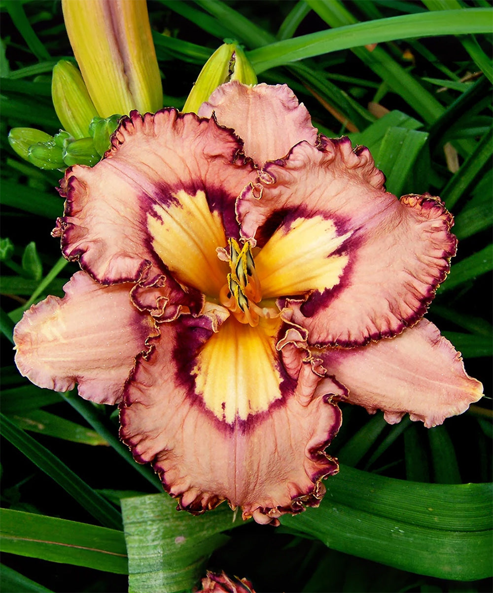 Brouhaha Reblooming Daylily - 1 Single Fan Division