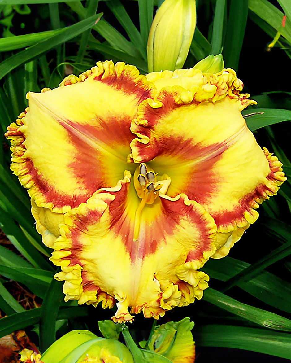 Buntyn's Hot Diggity Dog Reblooming Daylily - 1 Single Fan Division