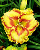Buntyn's Hot Diggity Dog Rebloomer Daylily - 1 Single Fan Division