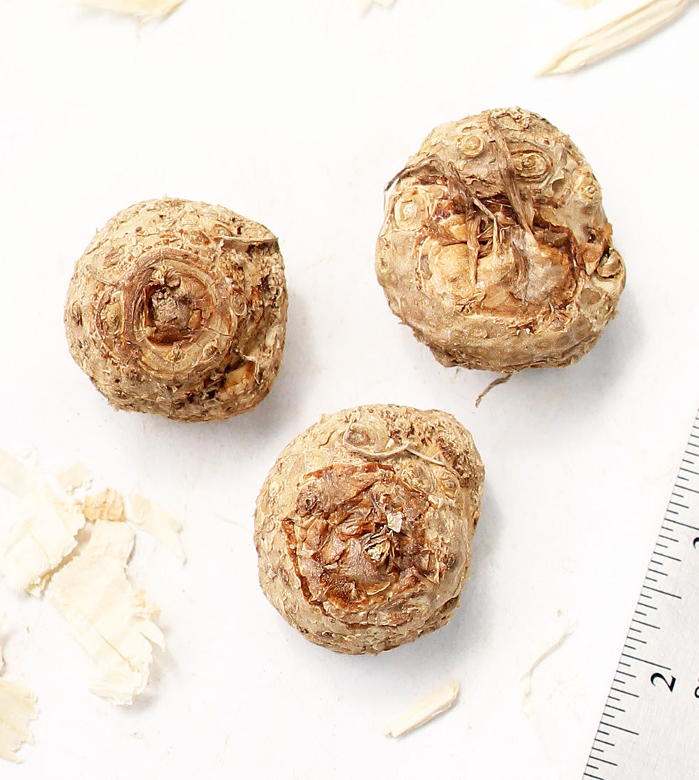 Allure Calla Lily - 3 tubers