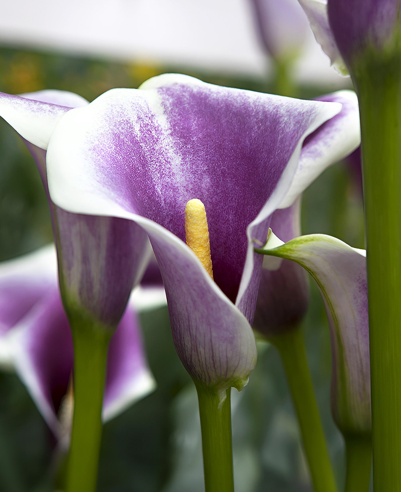 purple calla lily plant Picasso Calla Lily®