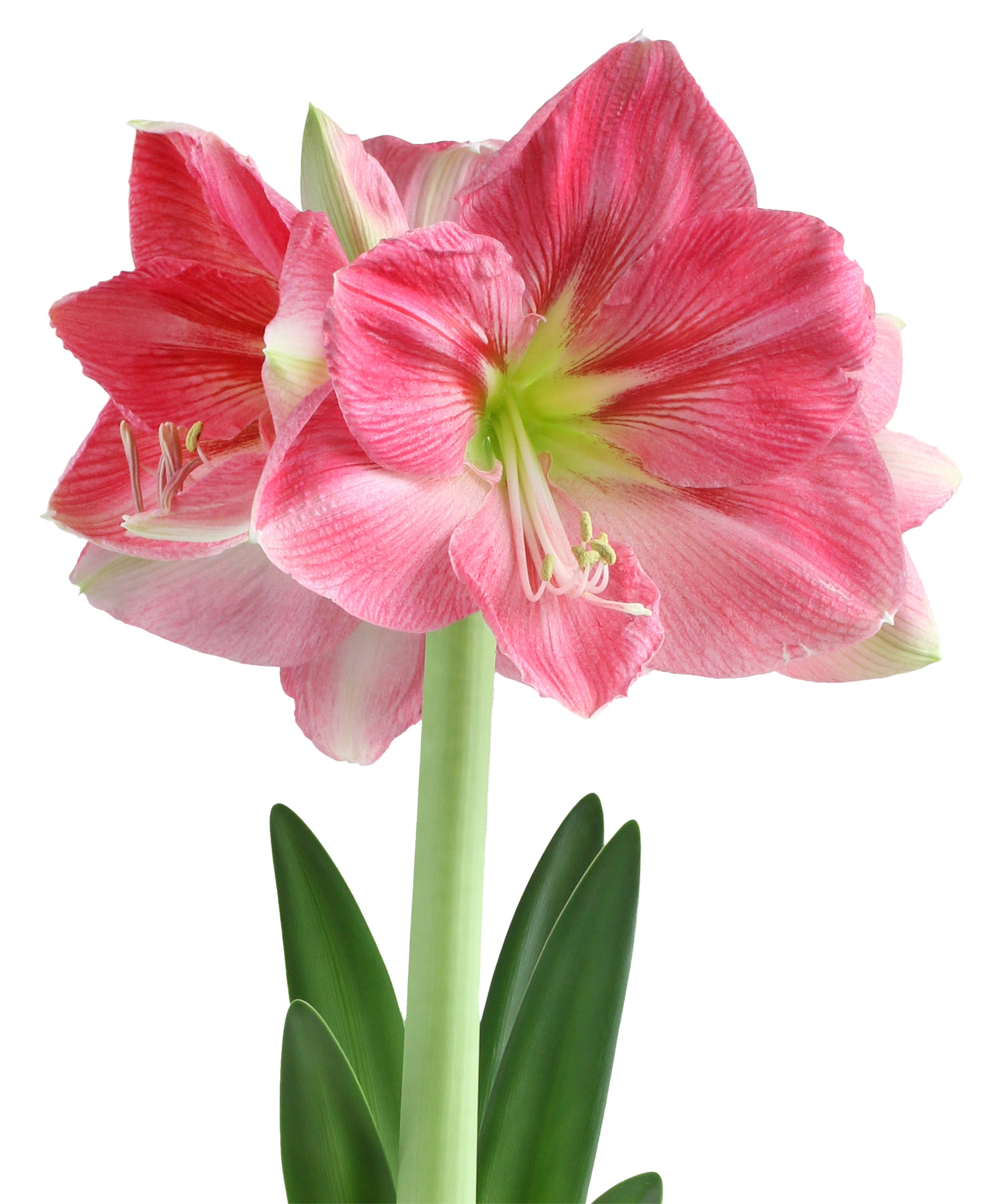 Candy Floss® Symphony Amaryllis