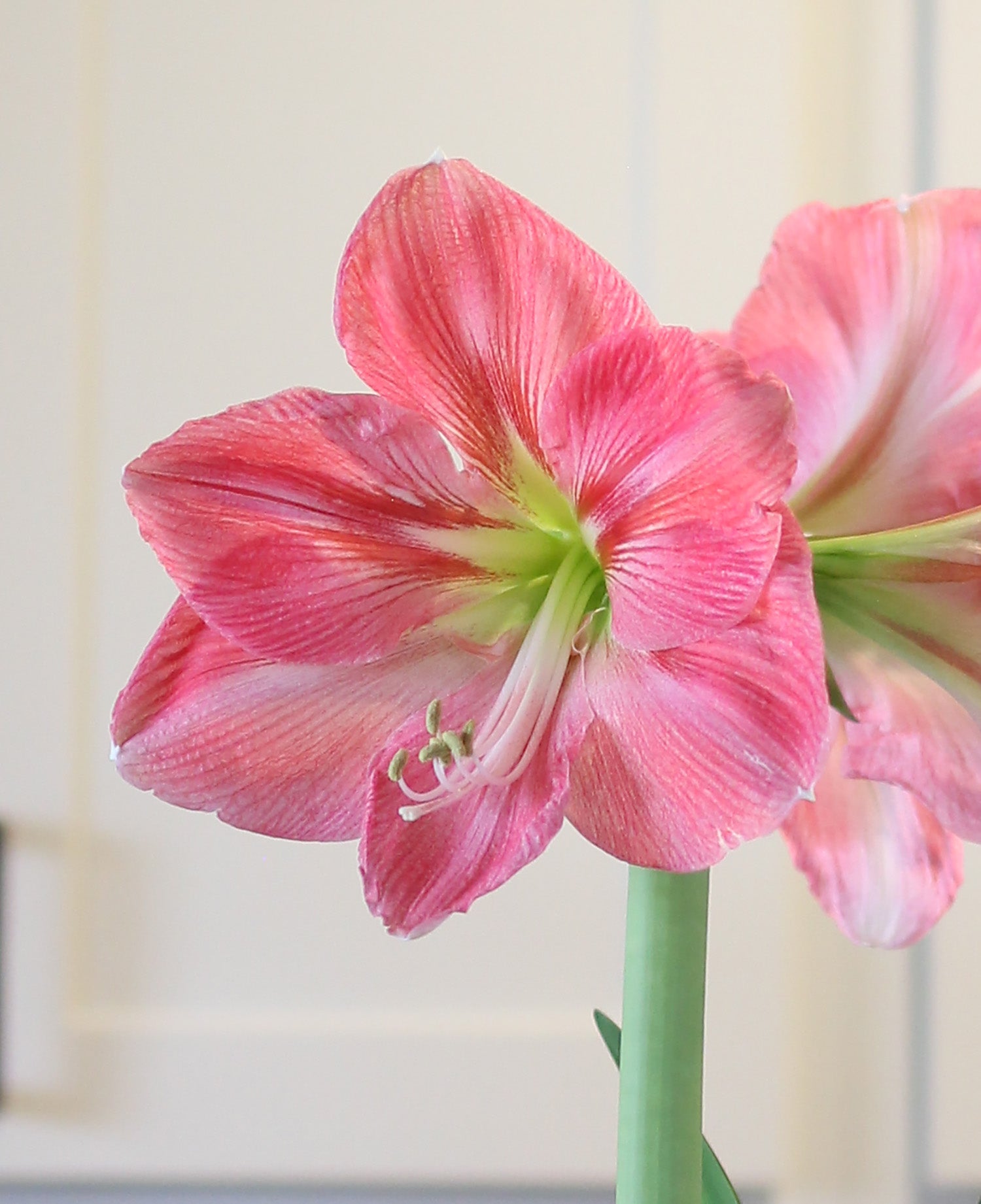 candy-floss®-symphony-amaryllis-24-26-cm-bulb