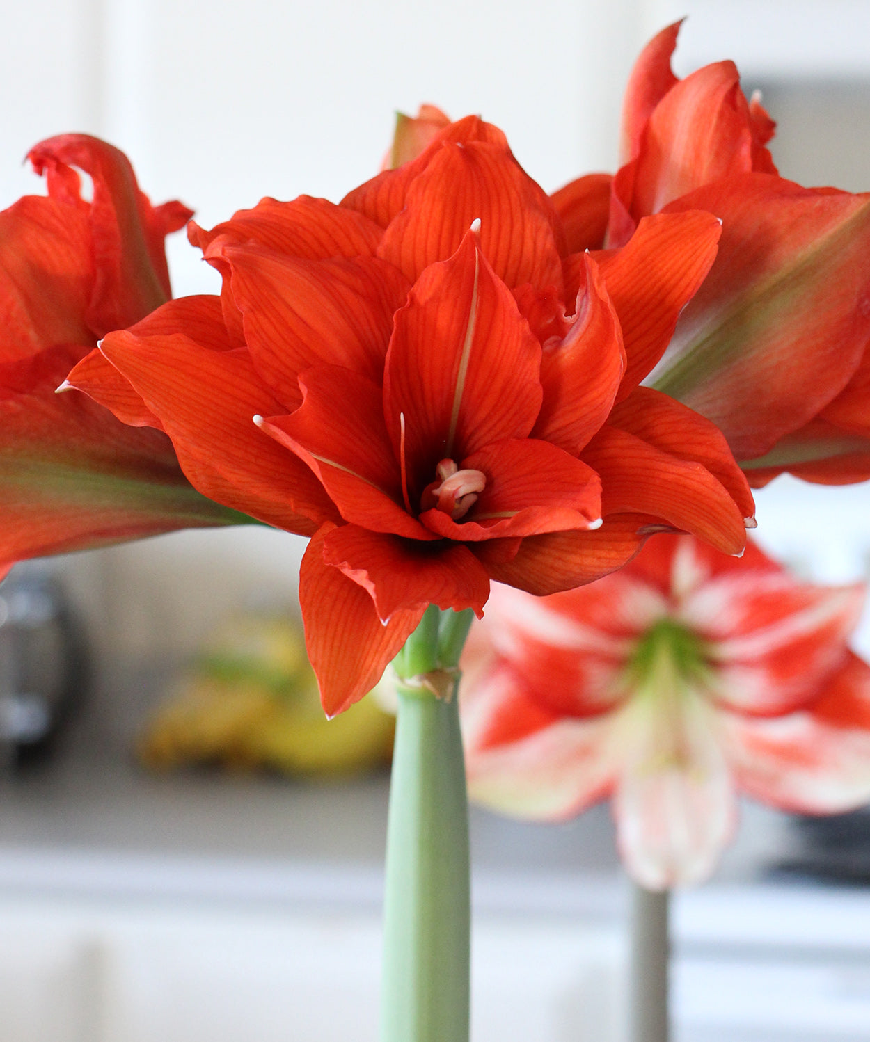 celica-regular-amaryllis-1-bulb