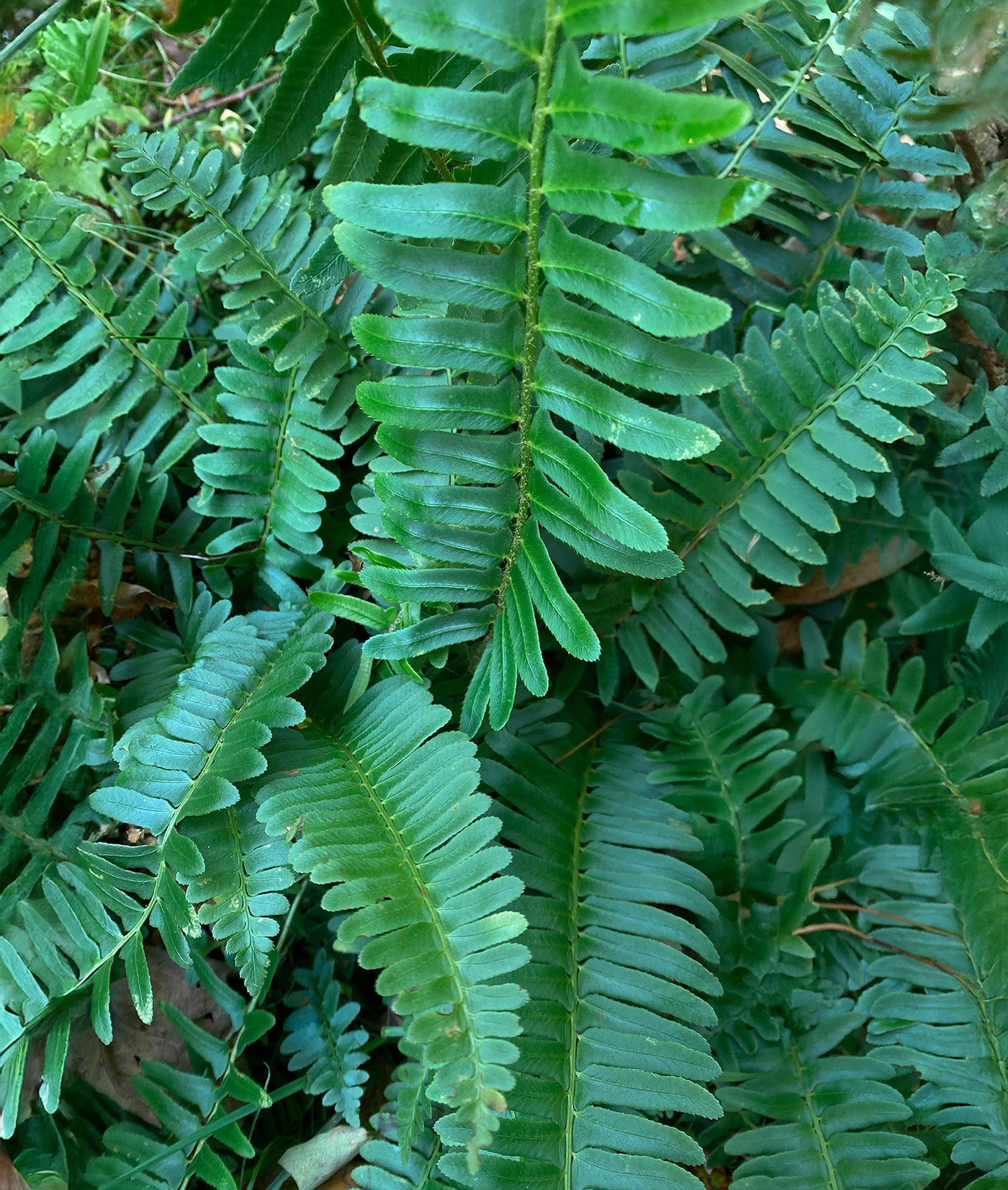 Christmas Fern - 3 root divisions