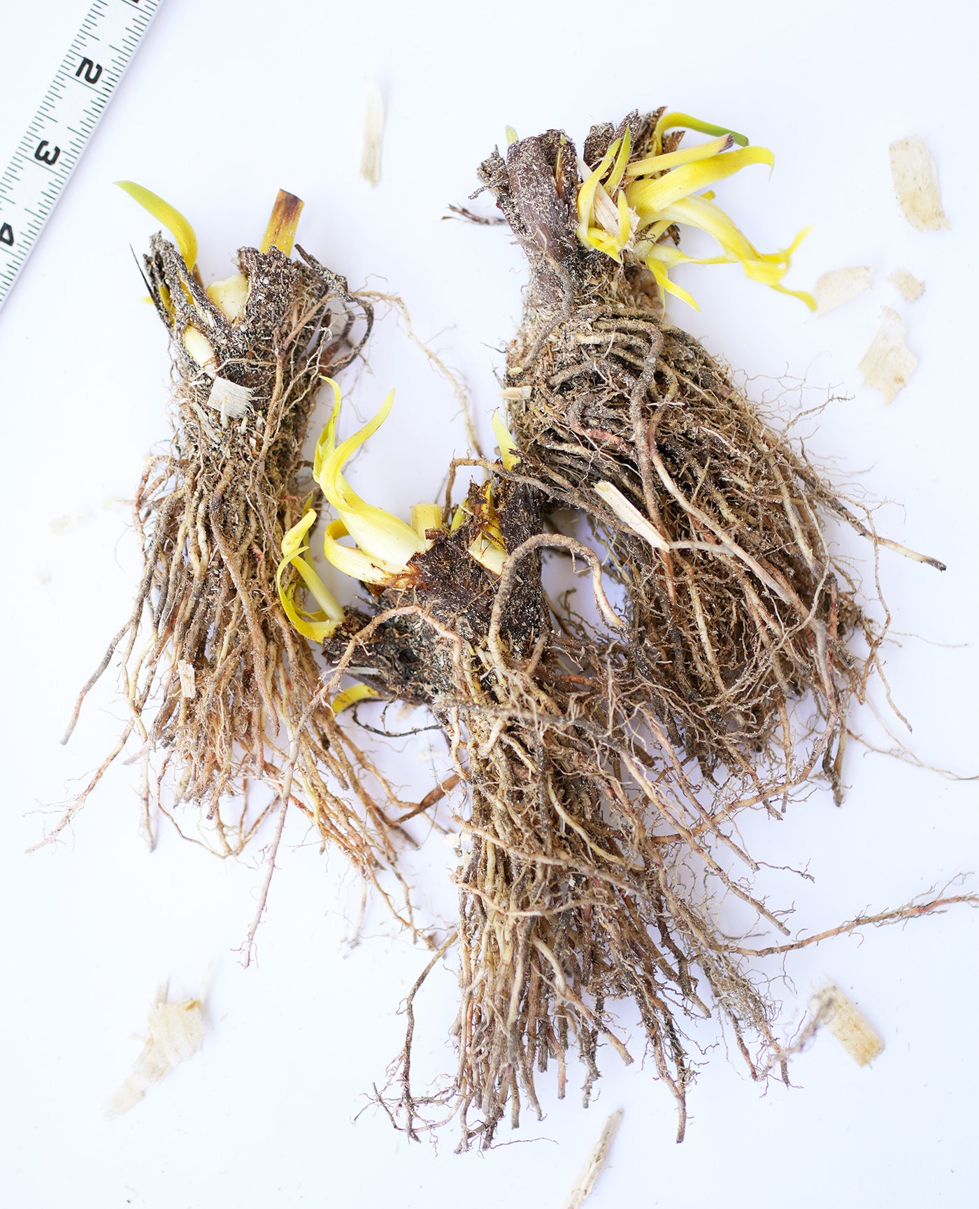 Blue Flag Compact Iris - 3 root divisions