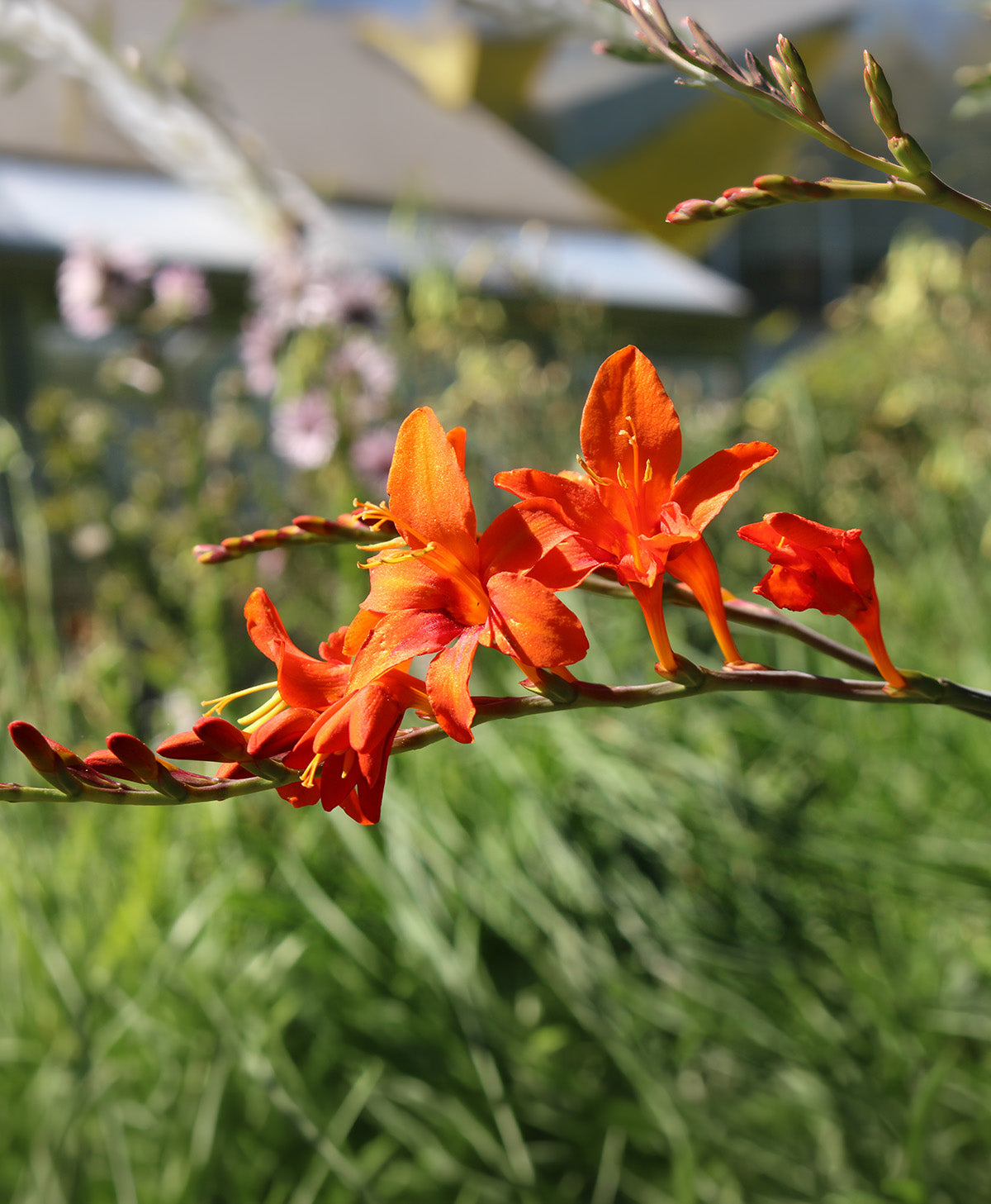Masoniorum Crocosmia - 5 bulbs