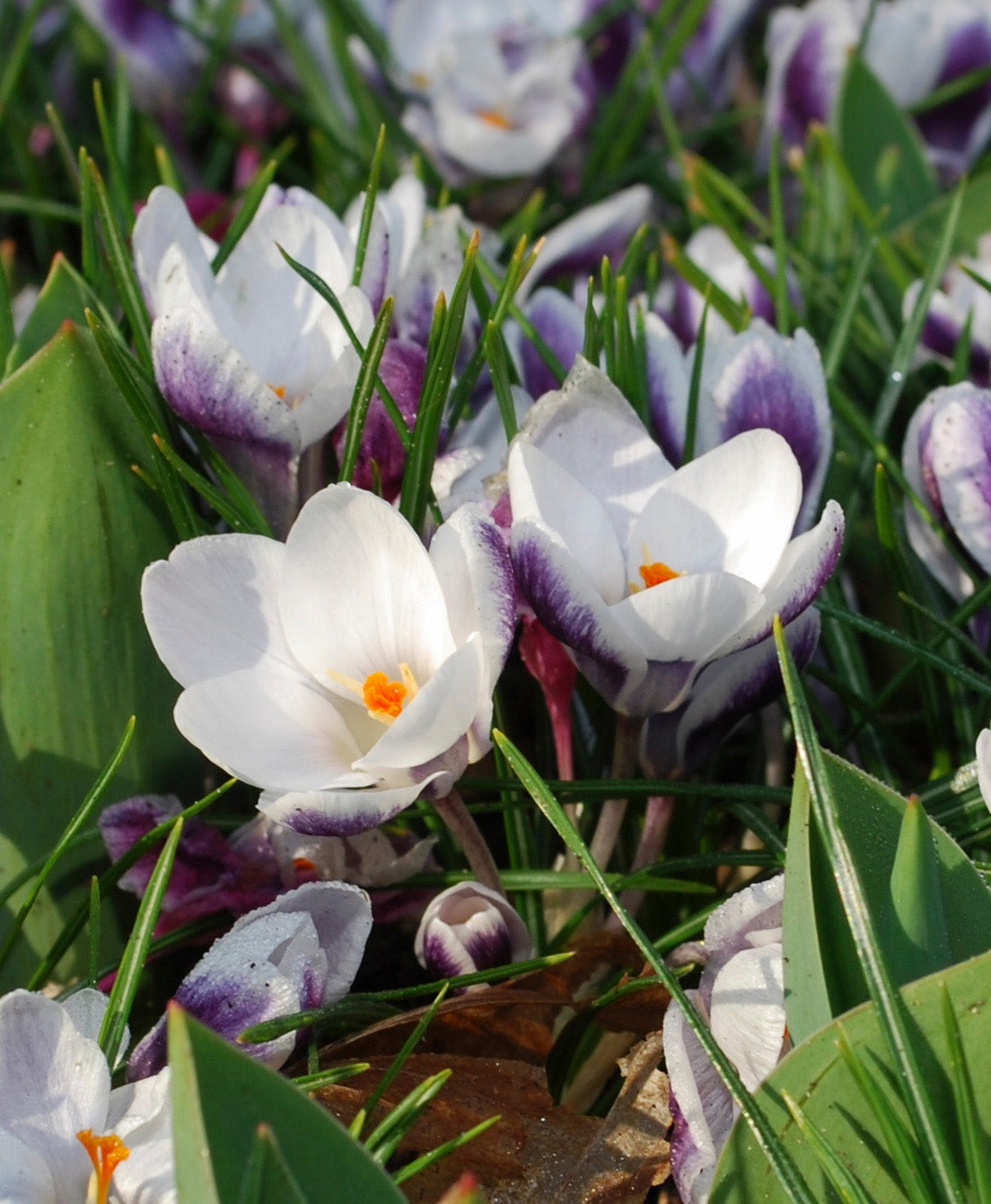 Prins Claus Species Crocus - 10 bulbs