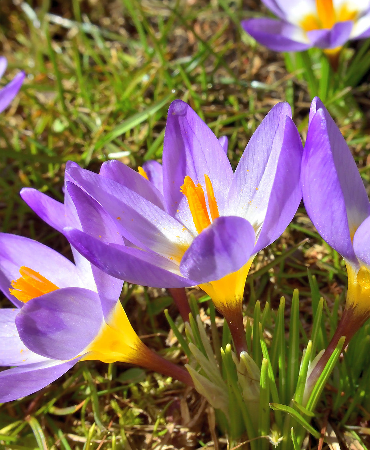 Tri-Color Species Crocus - 10 bulbs