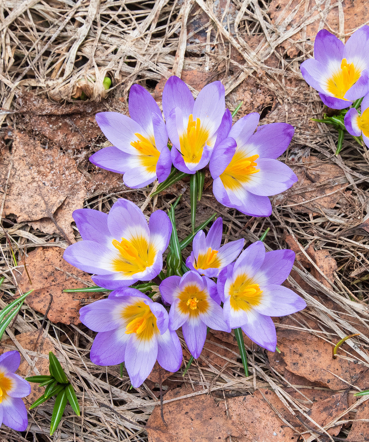 Tri-Color Species Crocus - 10 bulbs