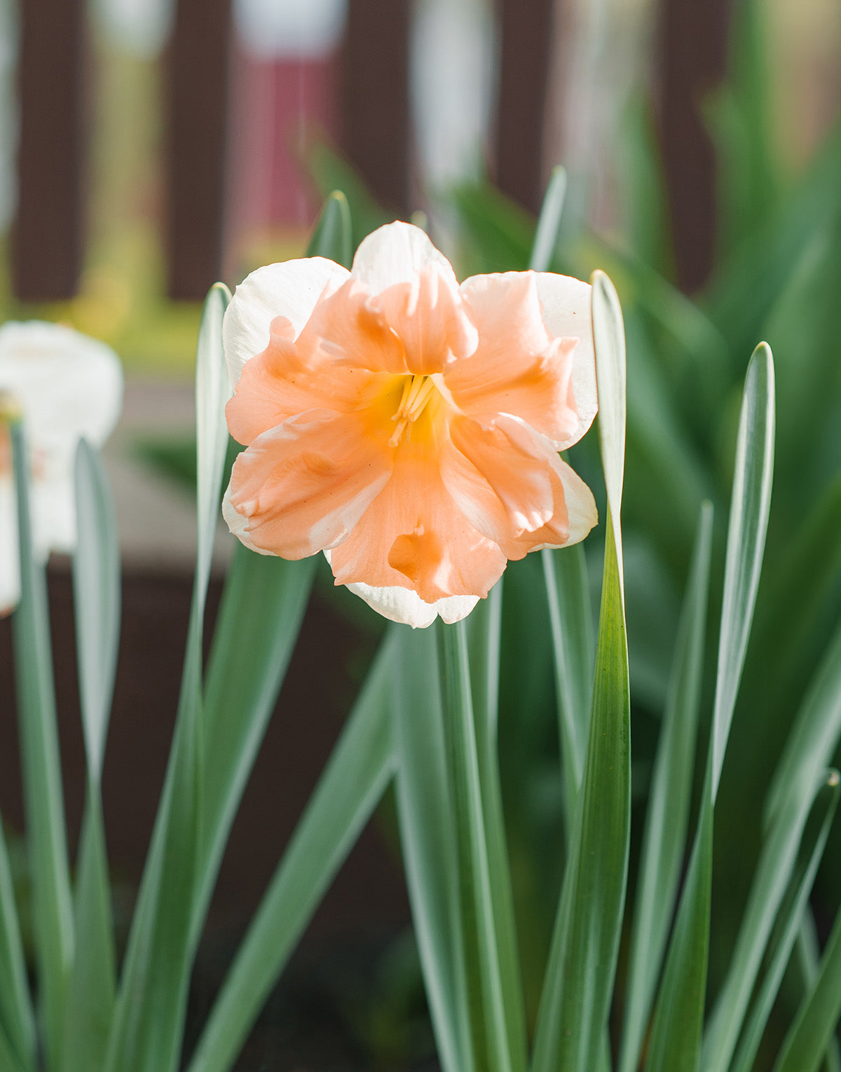 Apricot Whirl Split Corona Daffodil - 10 bulbs