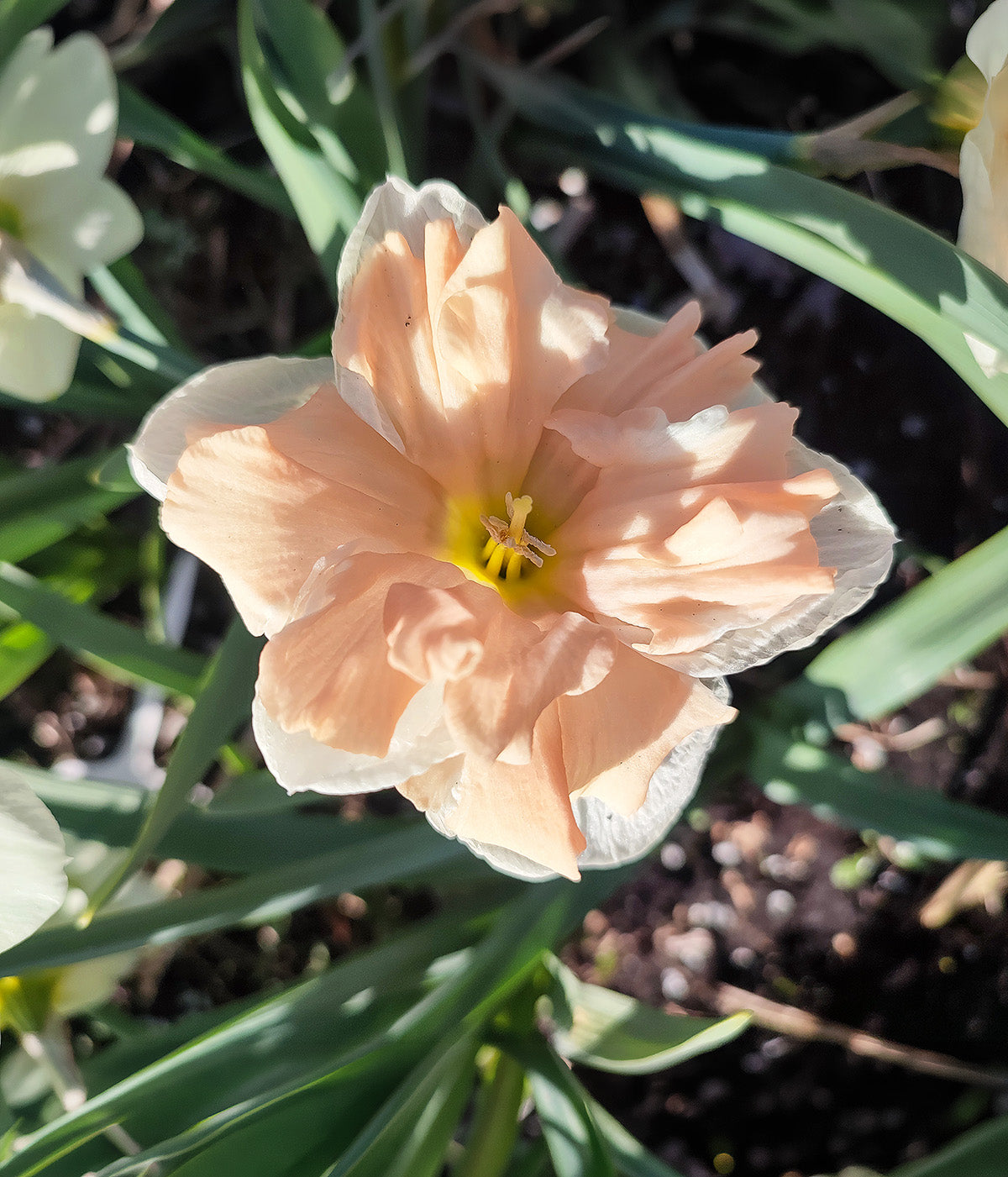 Apricot Whirl Split Corona Daffodil - 10 bulbs