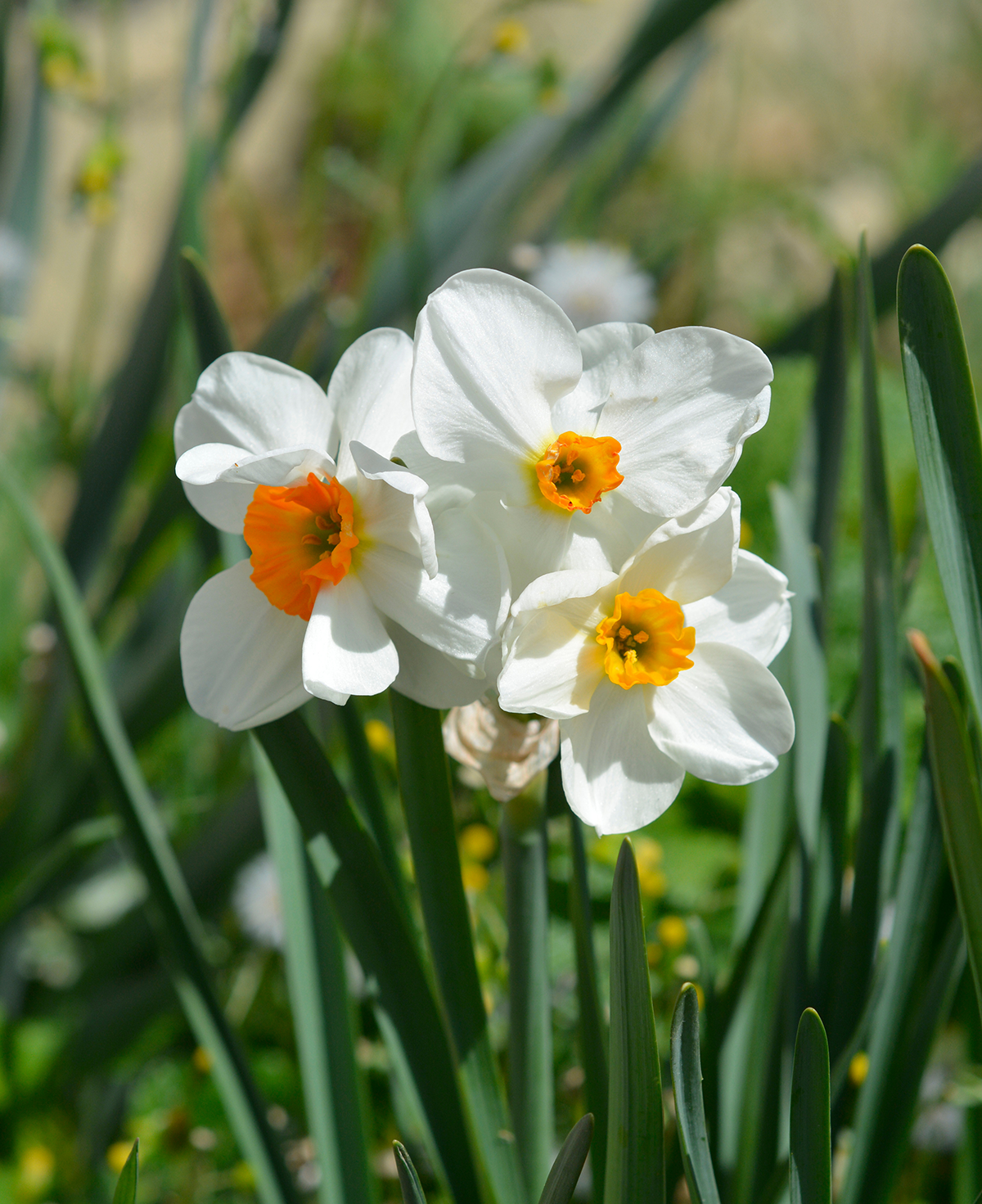 Geranium Tazetta Daffodil - 10 bulbs