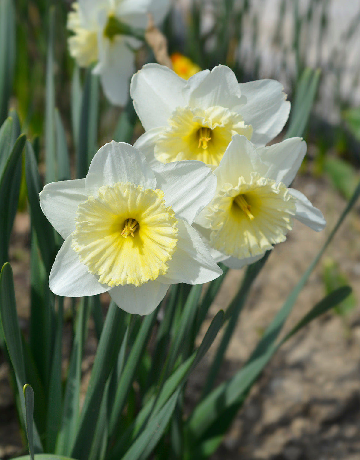 Ice Follies Large Cup Daffodil - 10 bulbs