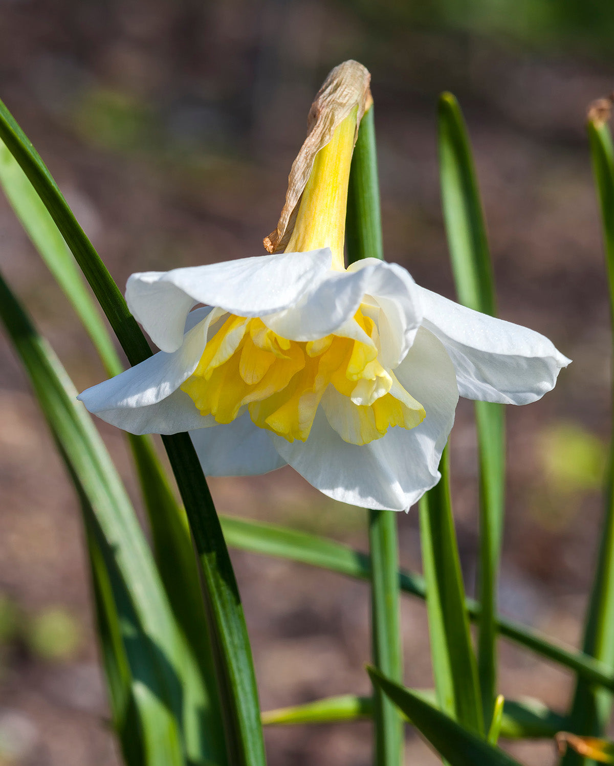Lemon Beauty Split Corona Daffodil - 10 bulbs