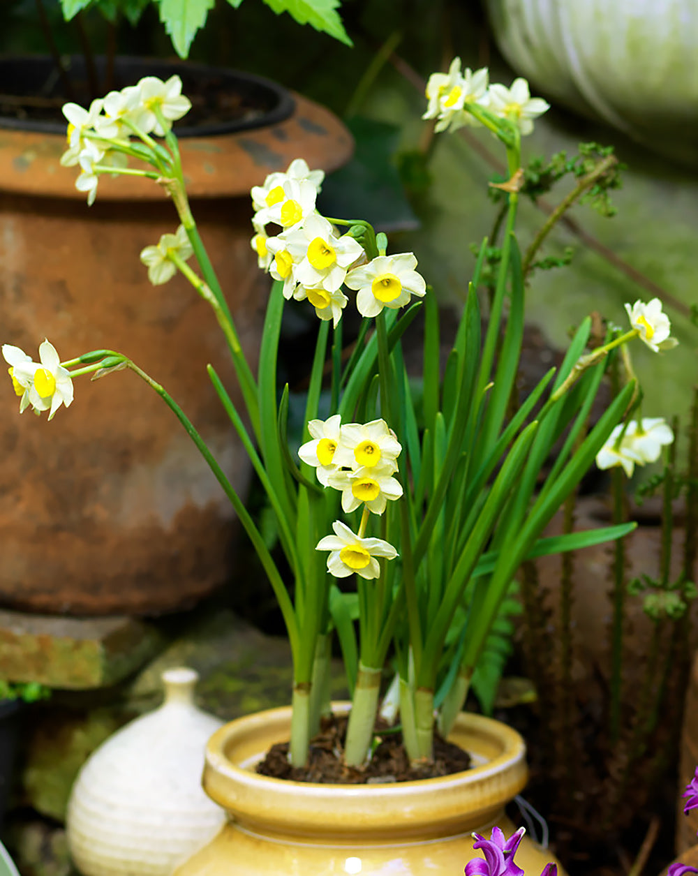Minnow Tazetta Daffodil - 10 bulbs