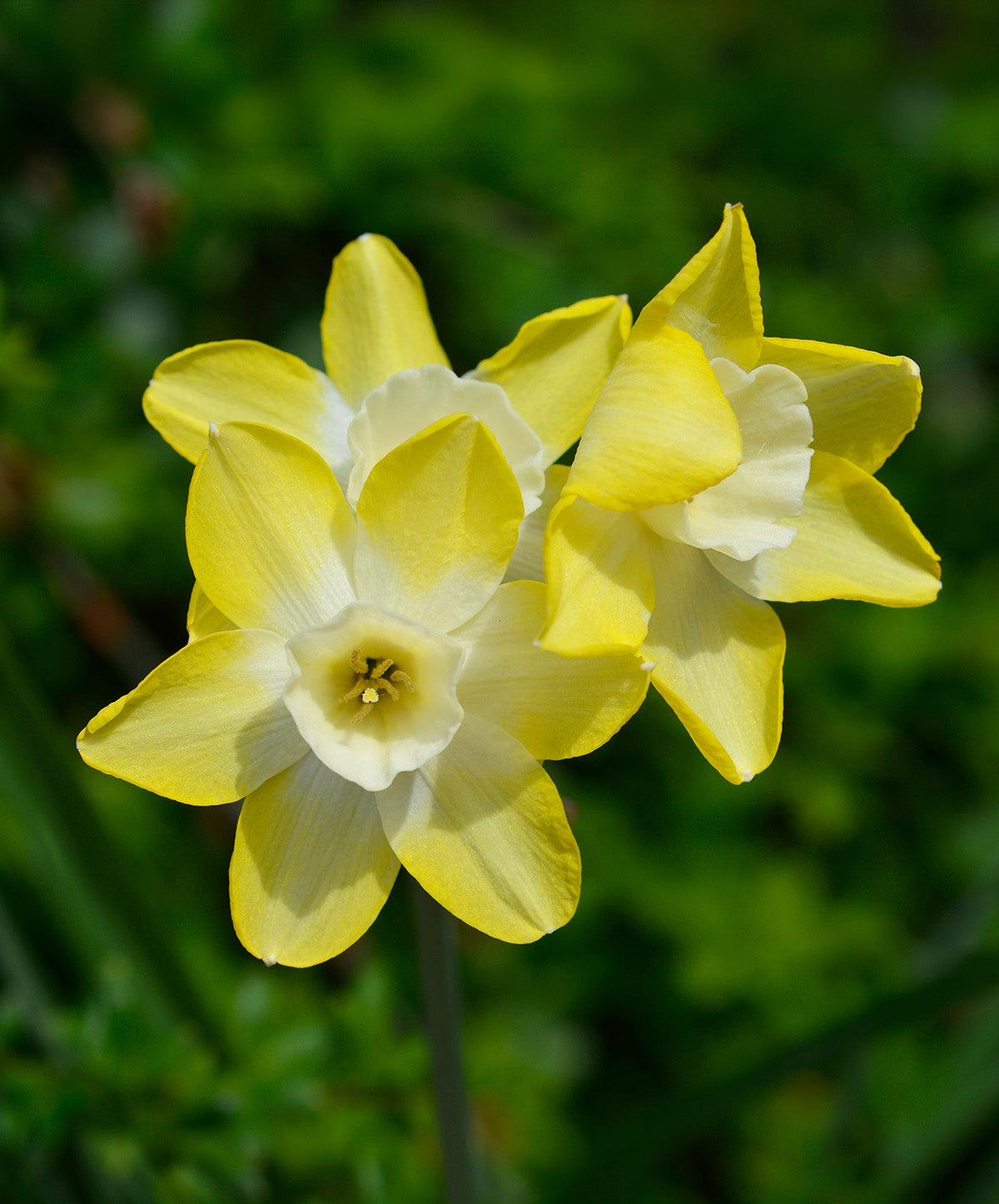 Pipit Jonquilla Daffodil - 10 bulbs