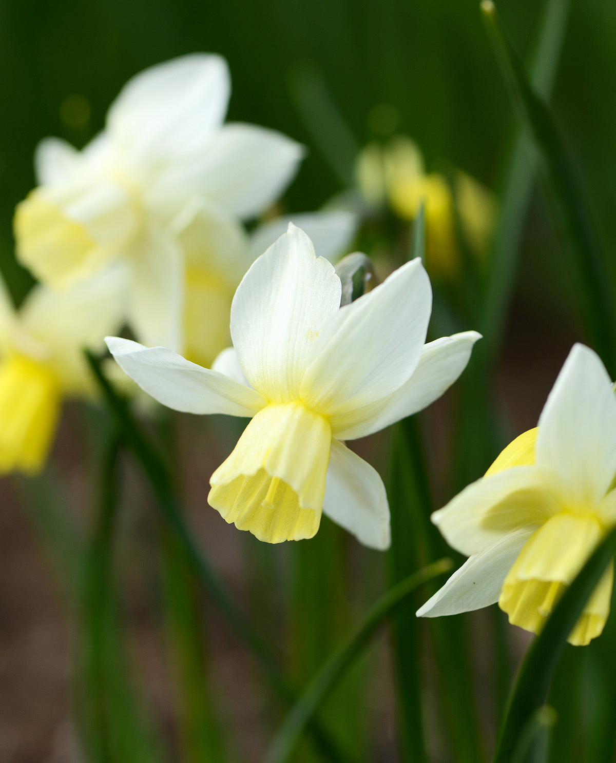 Sailboat Jonquilla Daffodil - 10 bulbs