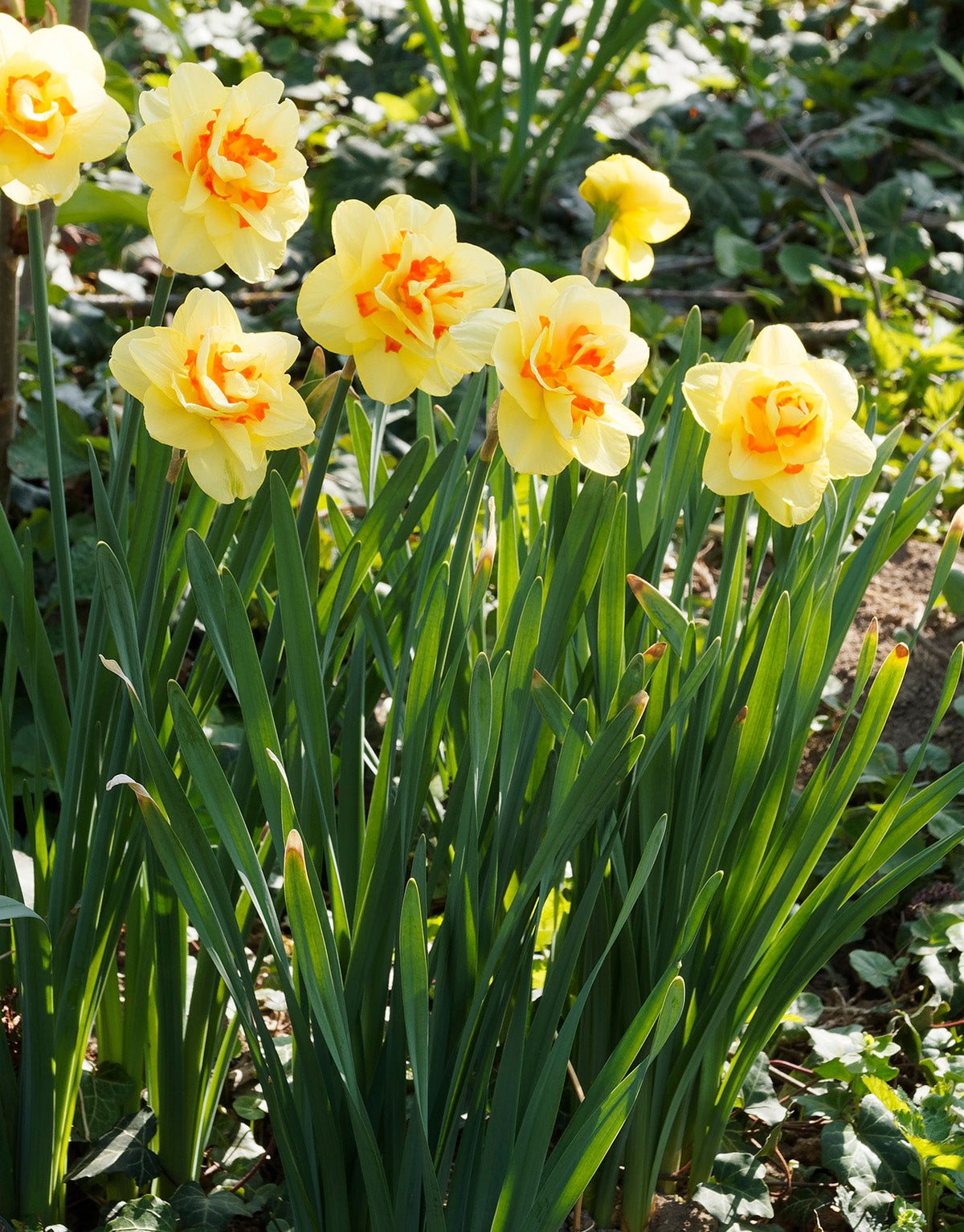 Tahiti Double Daffodil - 10 bulbs