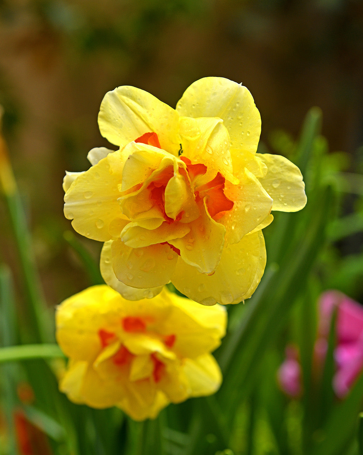 Tahiti Double Daffodil - 10 bulbs