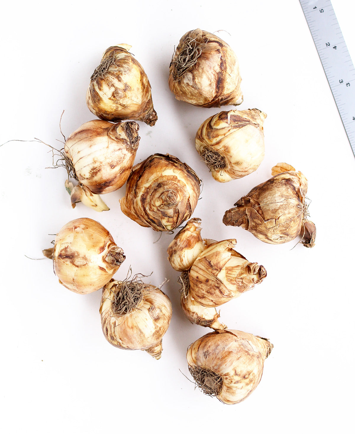 Tete a Tete Cyclamineus Daffodil - 10 bulbs