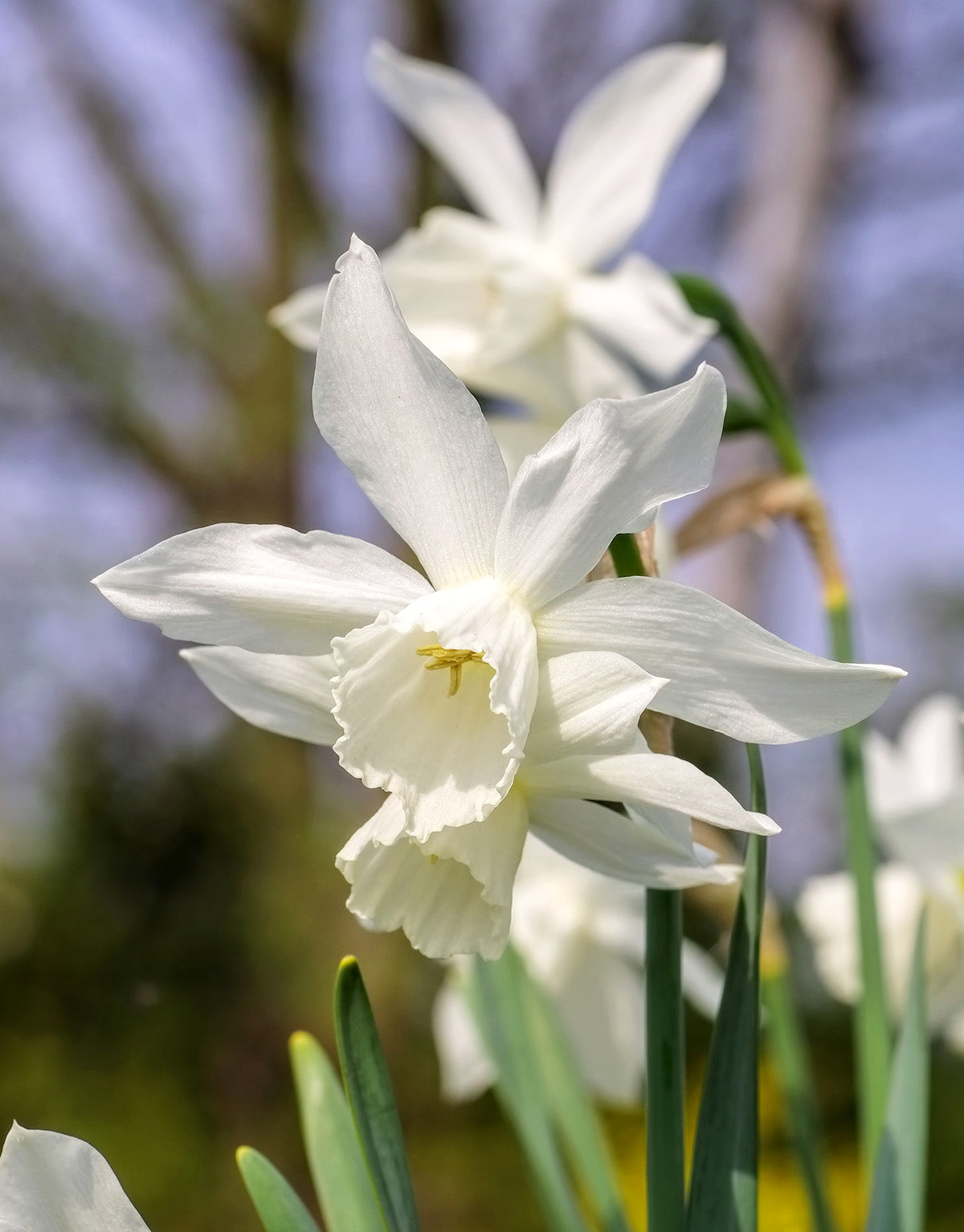 White Thalia Daffodil - 10 bulbs