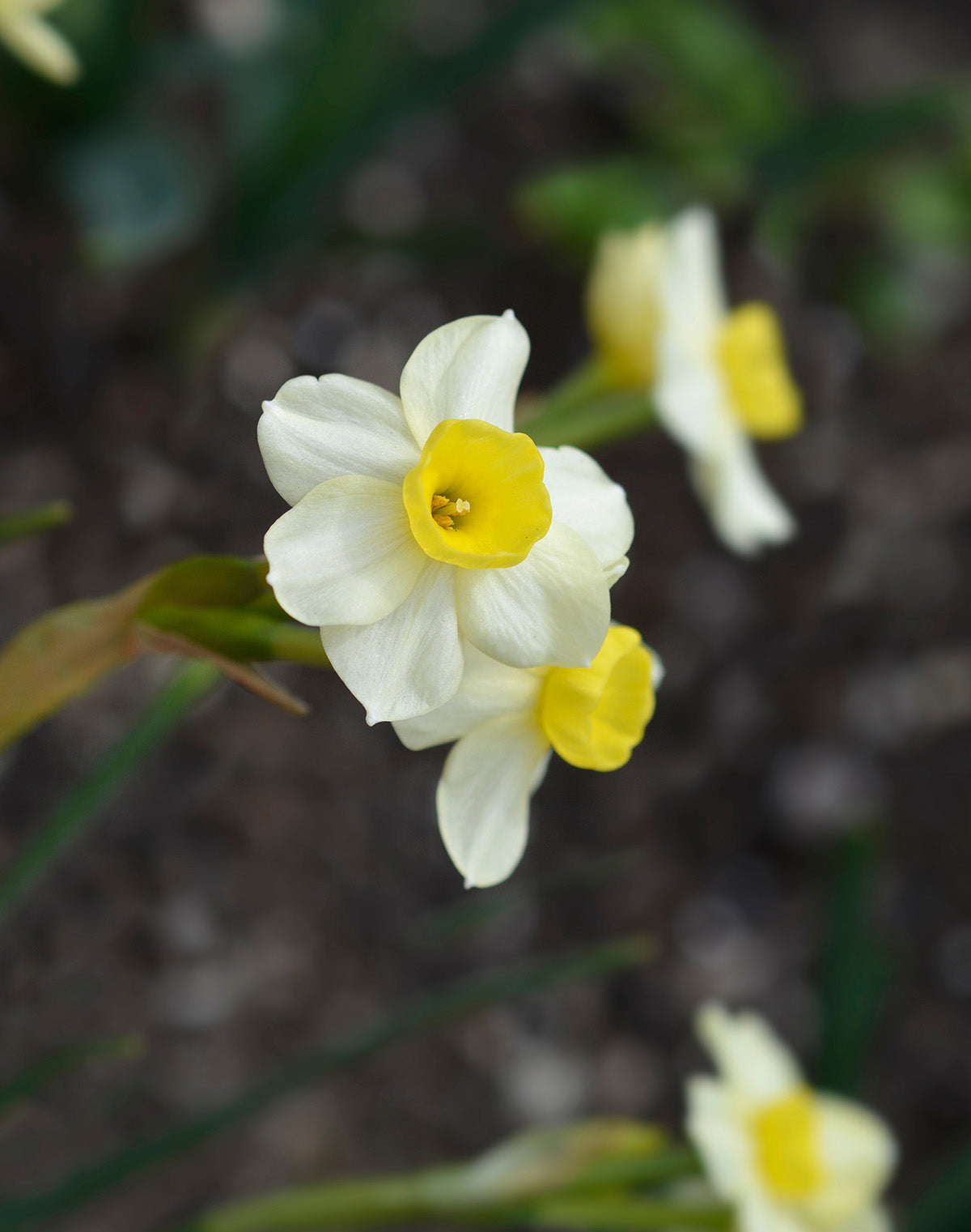 Minnow Tazetta Daffodil - 10 bulbs