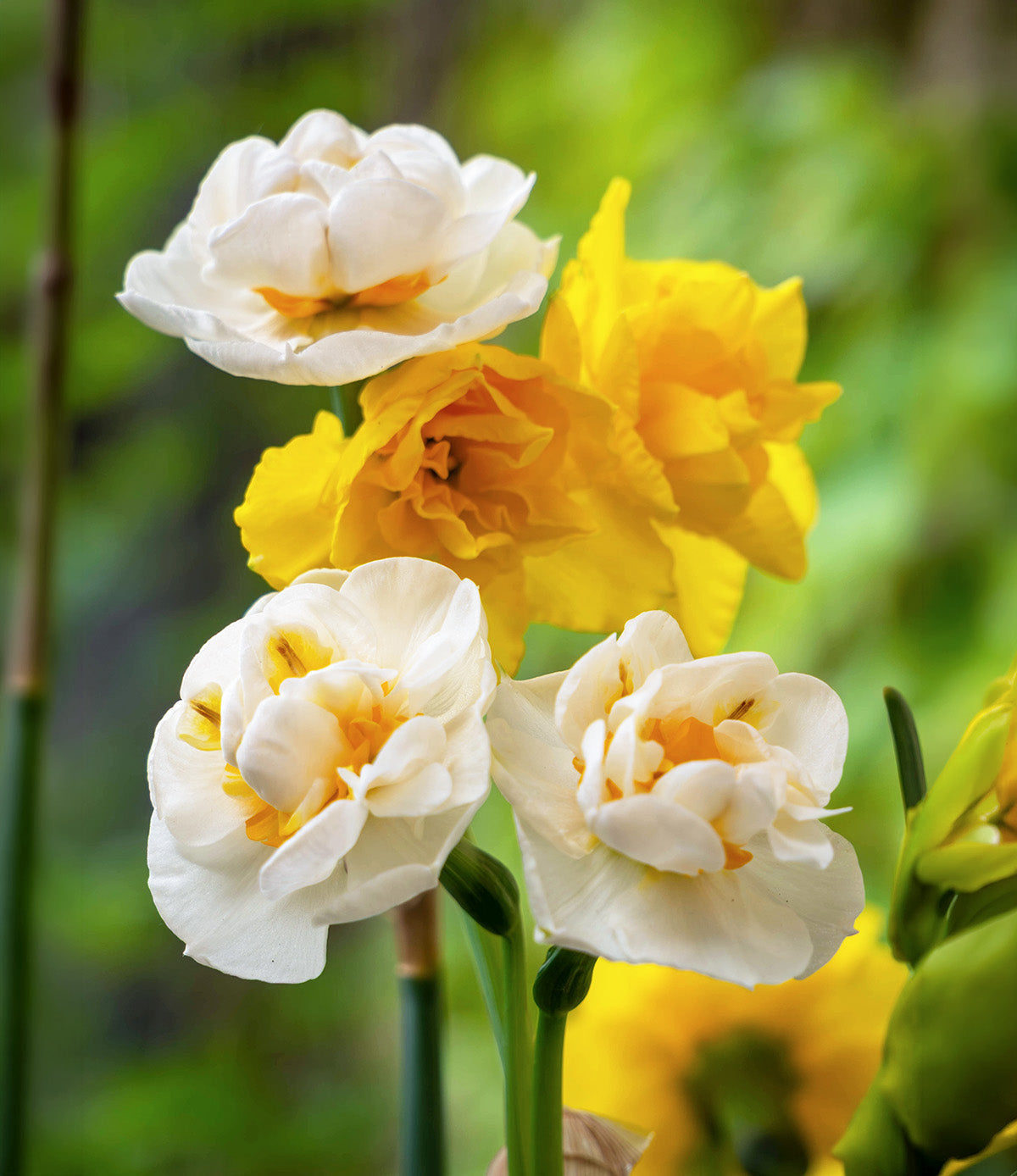 Mixed Double Daffodils - 30 bulbs
